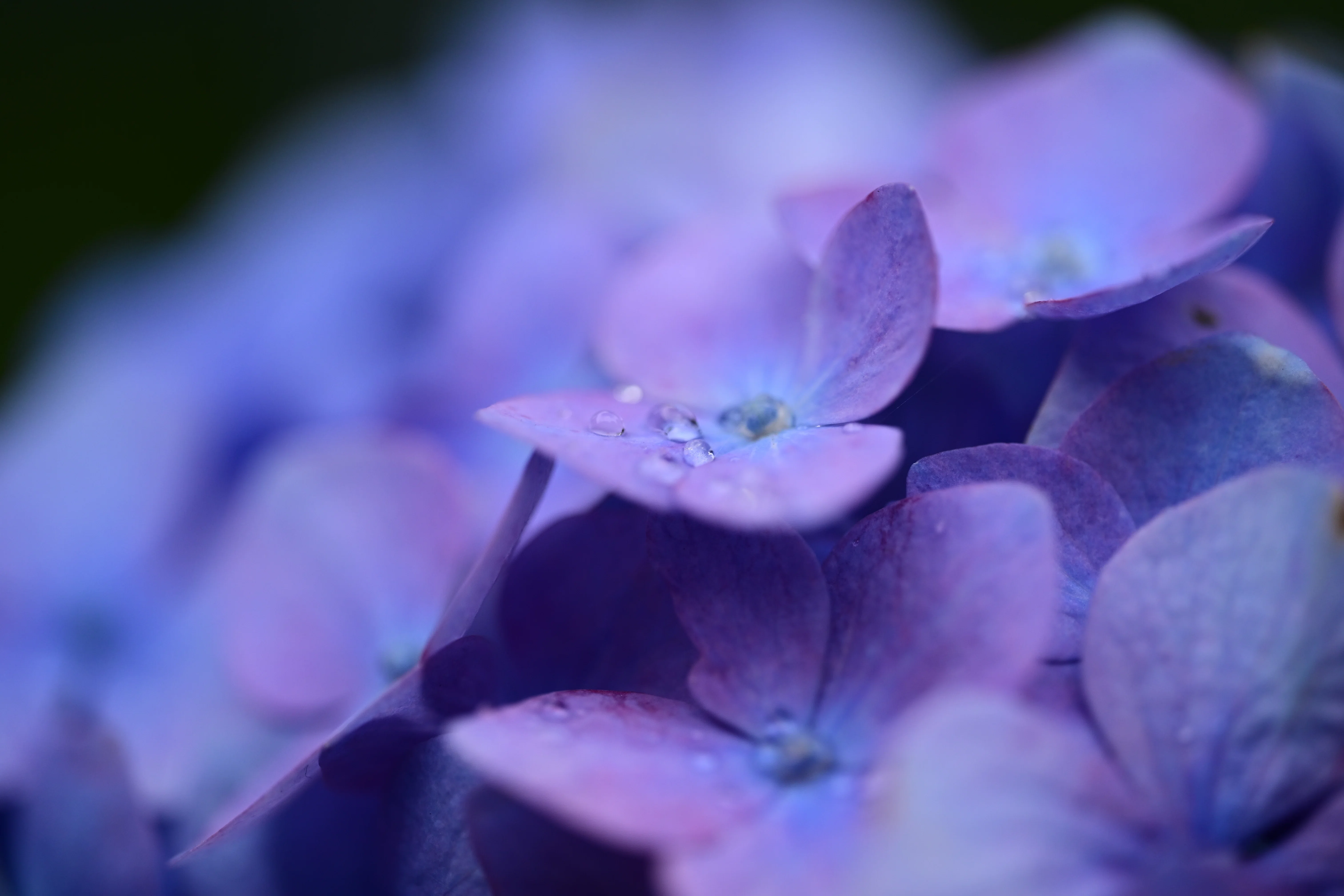 雑多な写真】湯島聖堂の紫陽花【Z6III】｜平乃ひら
