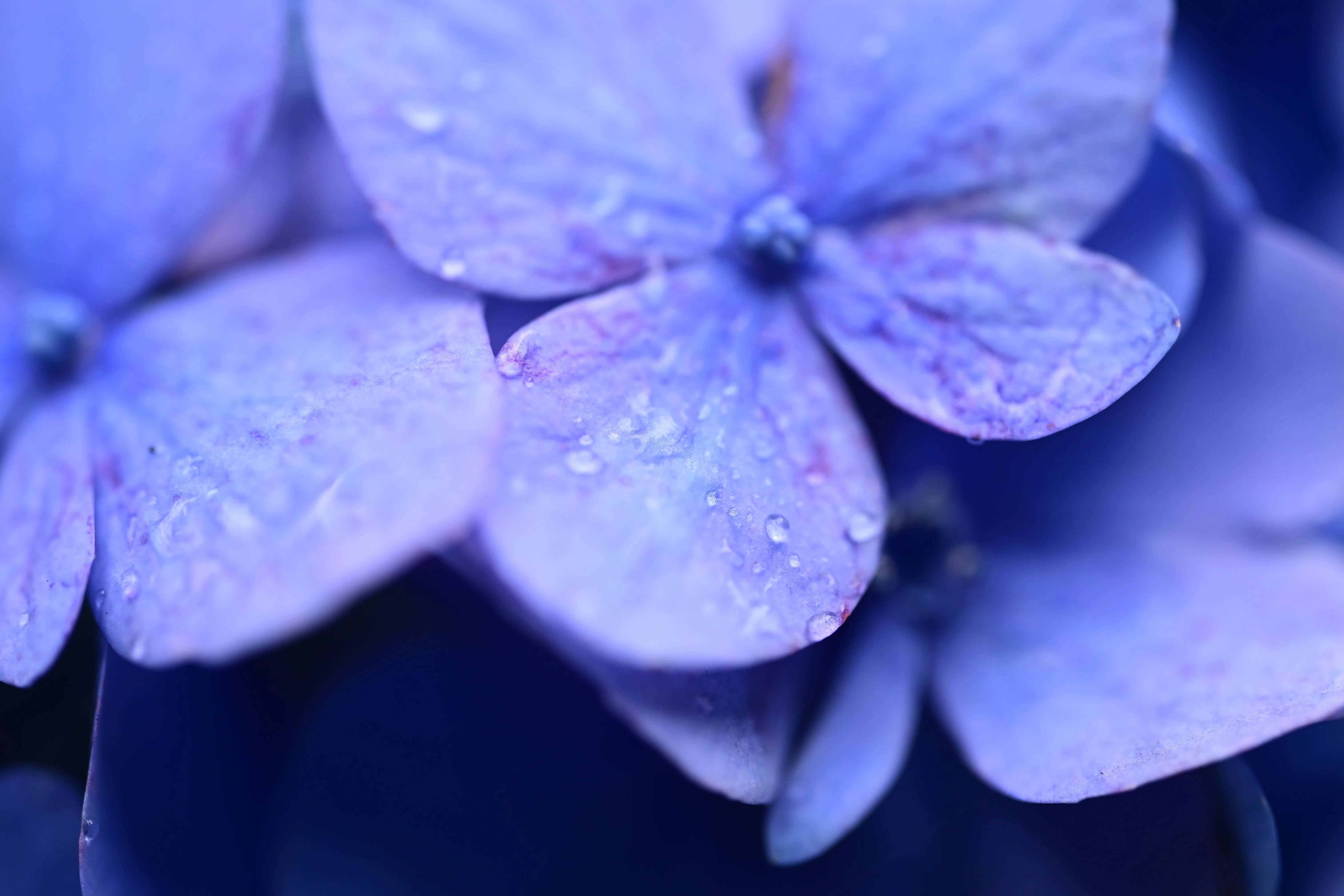 雑多な写真】湯島聖堂の紫陽花【Z6III】｜平乃ひら