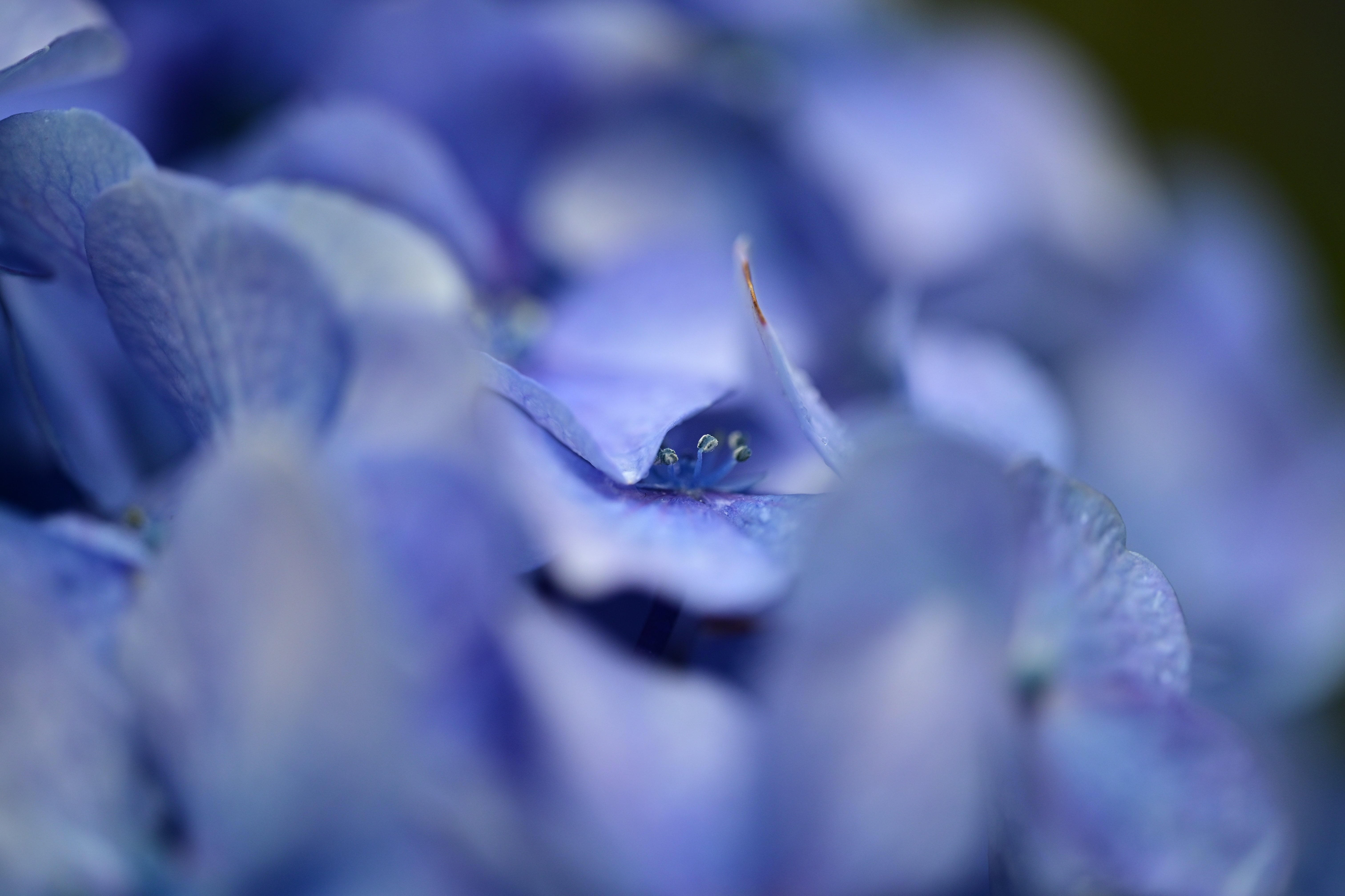雑多な写真】湯島聖堂の紫陽花【Z6III】｜平乃ひら