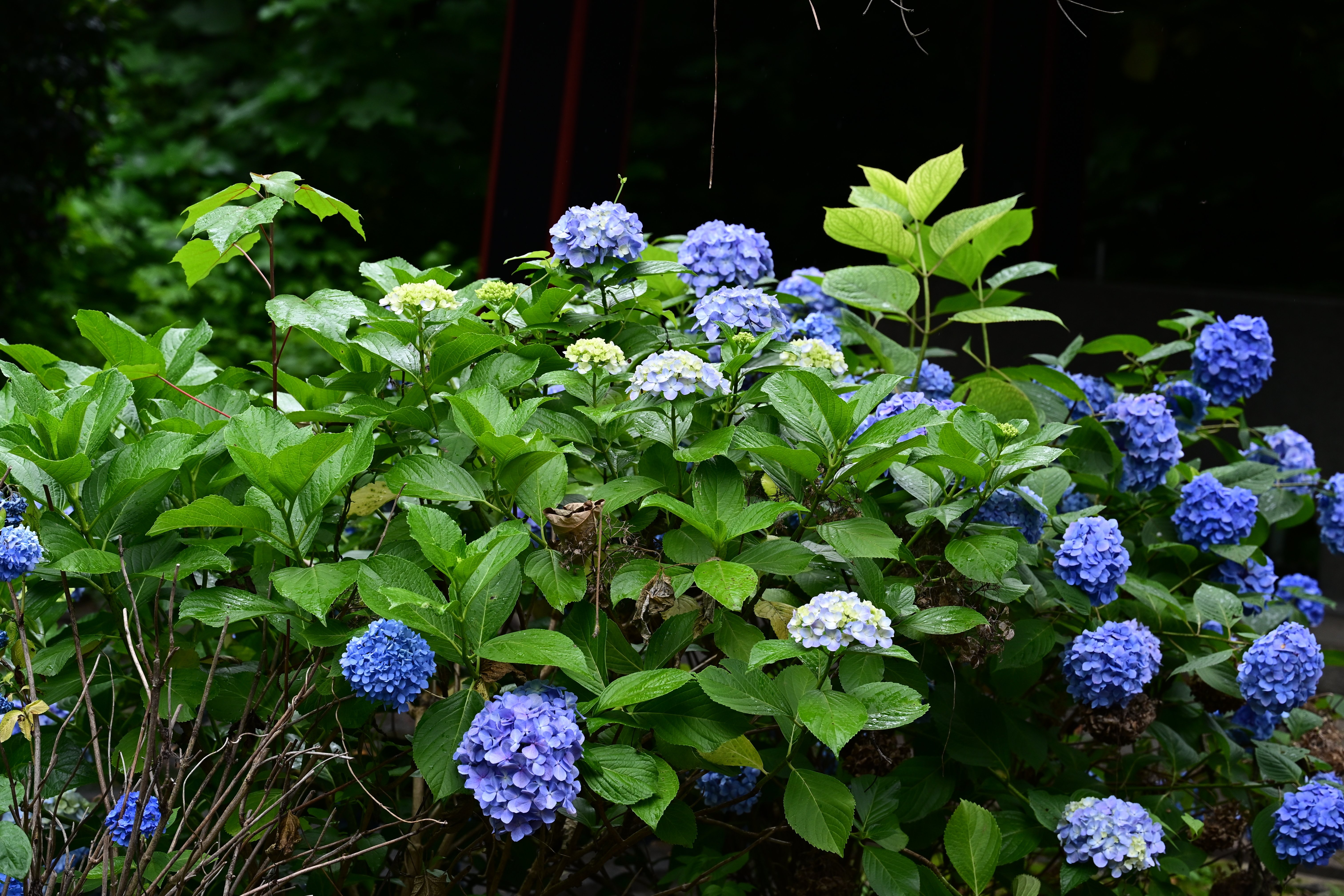 雑多な写真】湯島聖堂の紫陽花【Z6III】｜平乃ひら