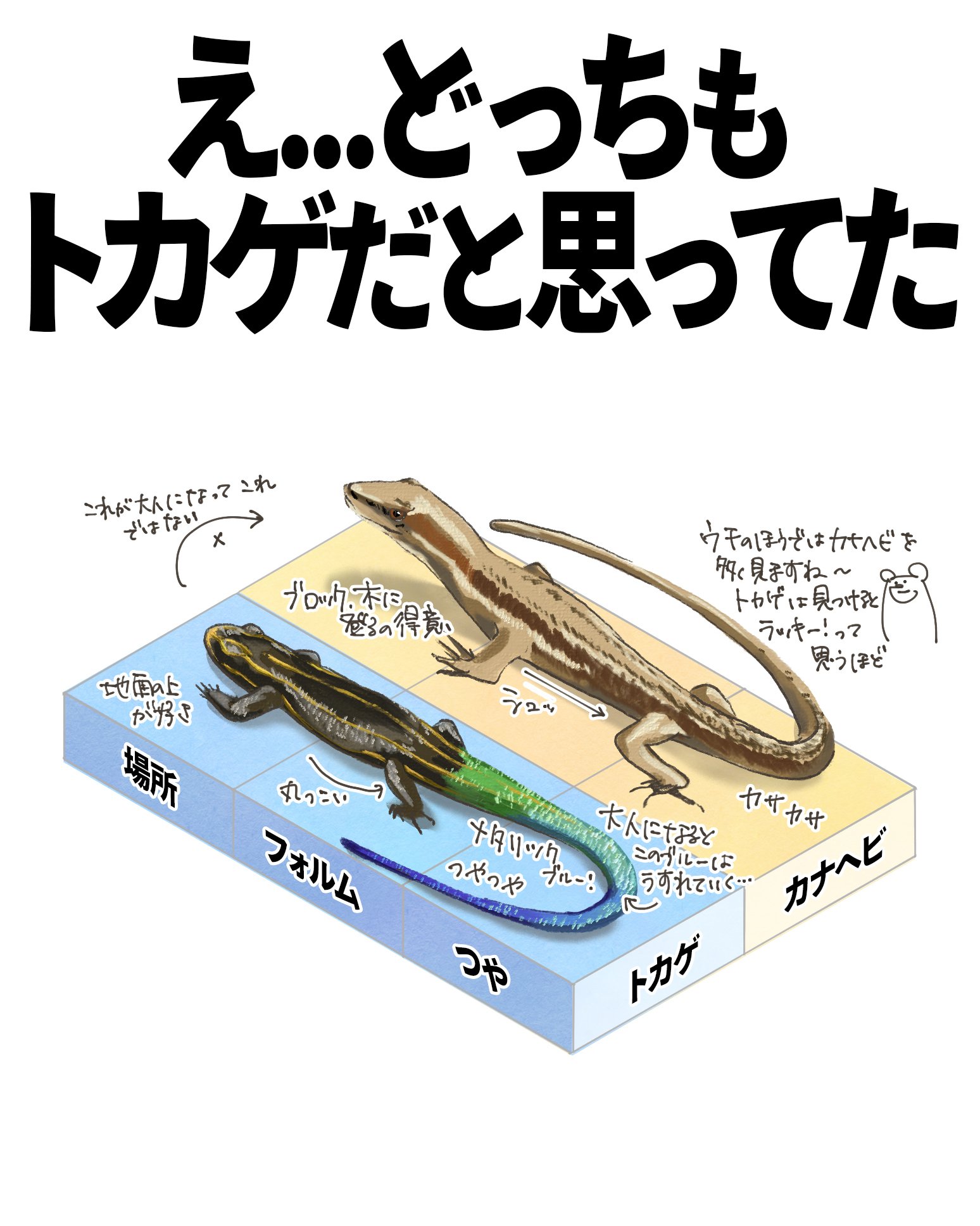 トカゲとカナヘビ｜くますけ｜自然ガイド・クリエイター