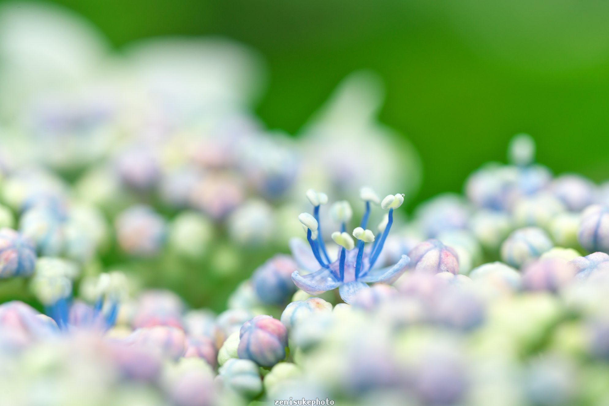 あじさいツーリング】県内の紫陽花スポットに行ってきました
