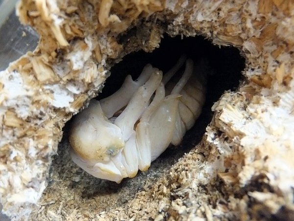 ババオウゴンオニクワガタの飼育記録【2011～2013】｜AKECHI