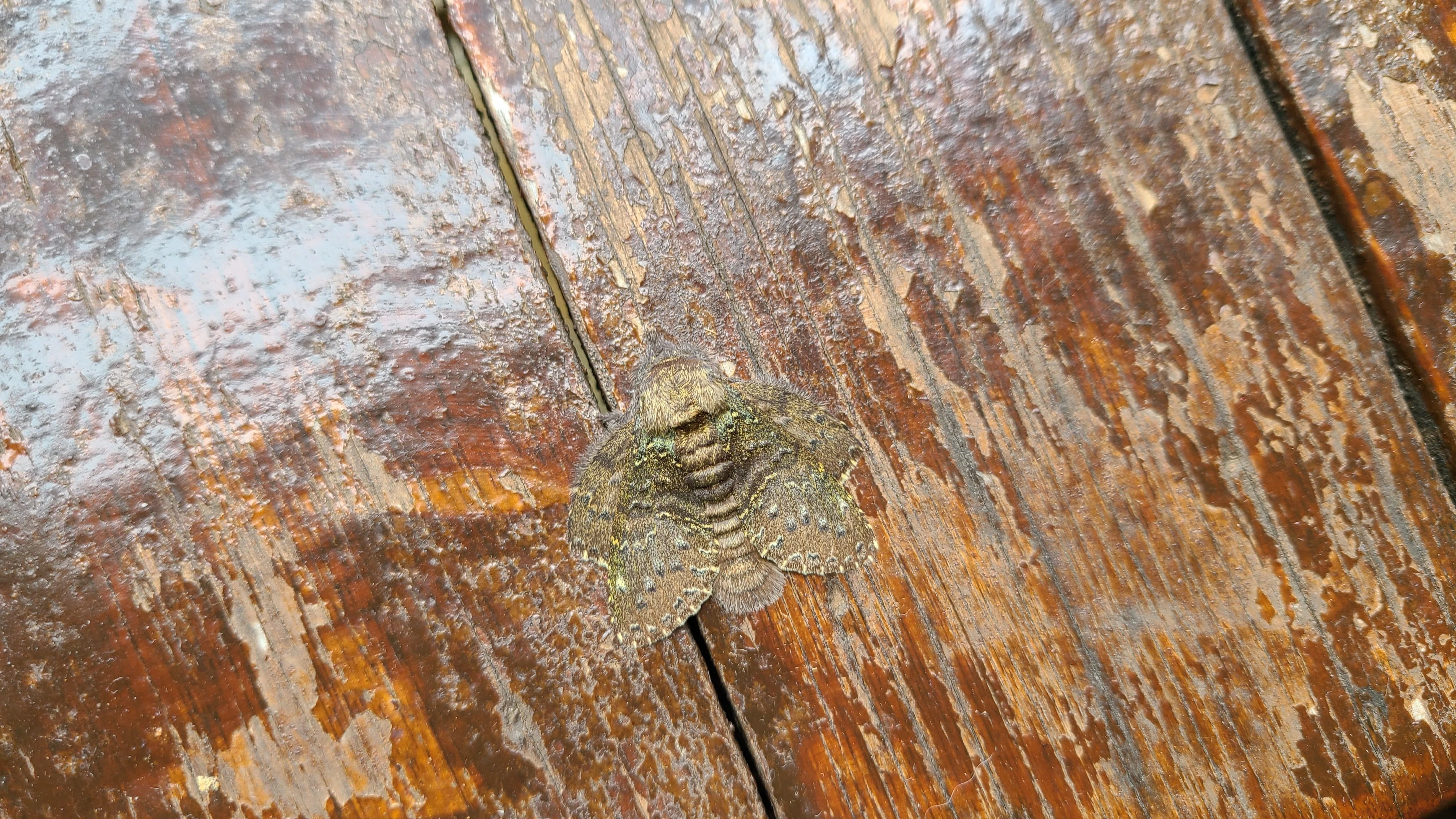 ボルネオ島 昆虫採集紀行③ 🇲🇾｜キヨタミ