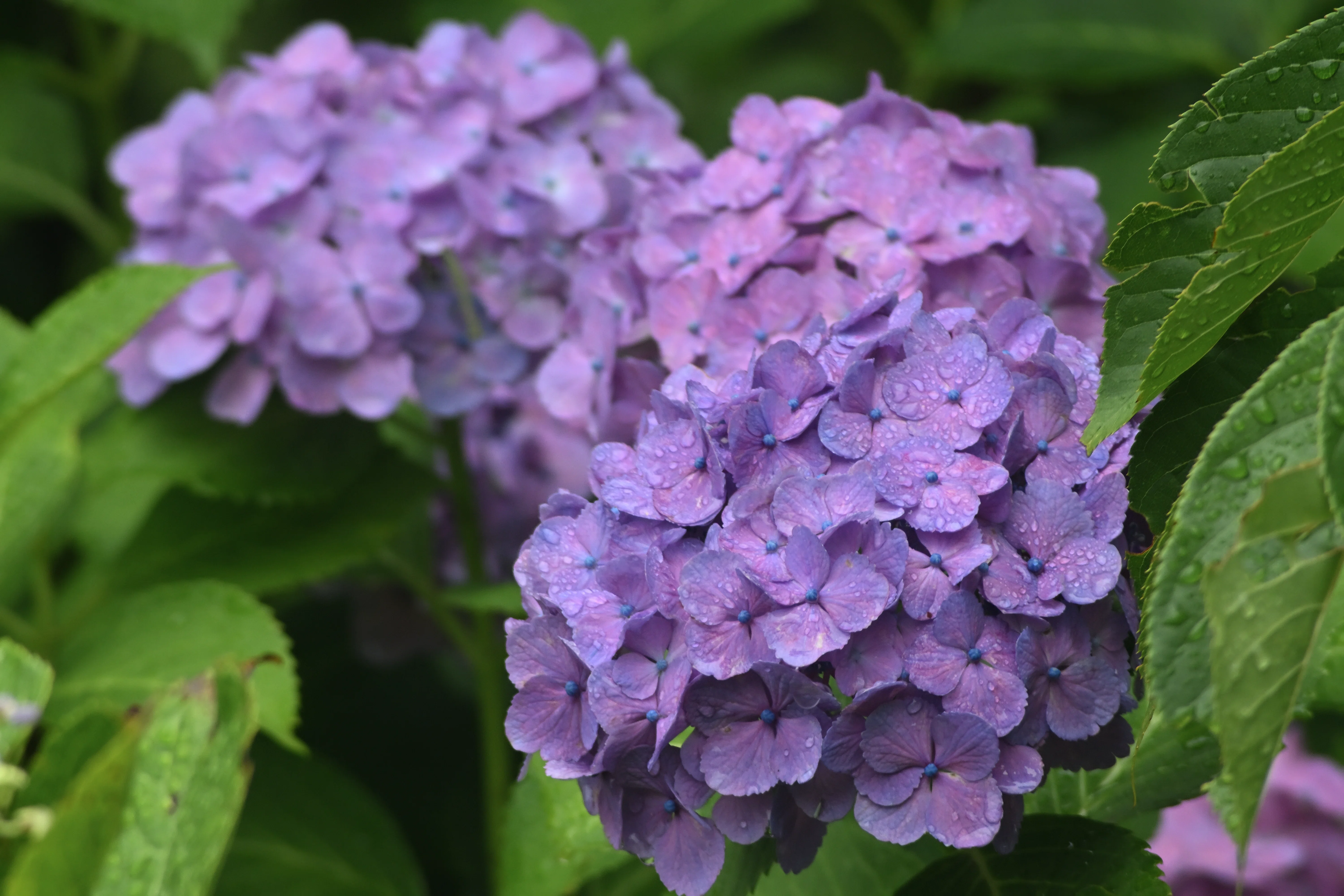 紫陽様ご確認用 オールドレンズの救出と紫陽花（試写）｜かわ