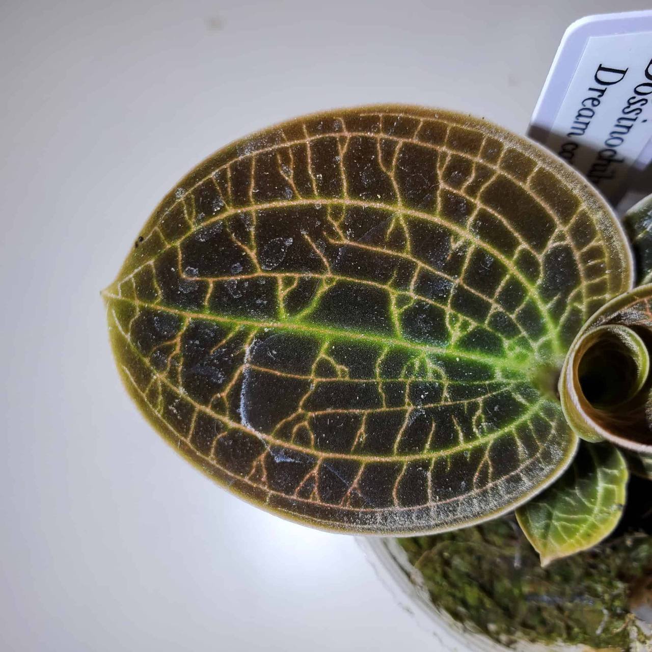 道草×The GAKI ジュエルオーキッドのイベントに行ってきた｜moss