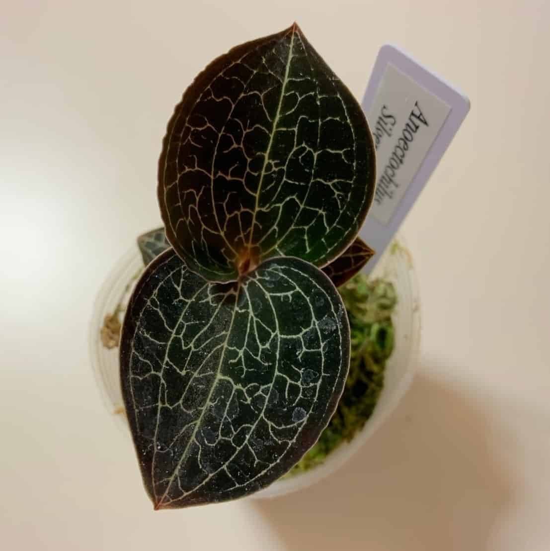 道草×The GAKI ジュエルオーキッドのイベントに行ってきた｜moss