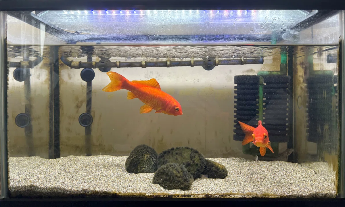 Tank Frame Set I got a new aquarium|あみかわ