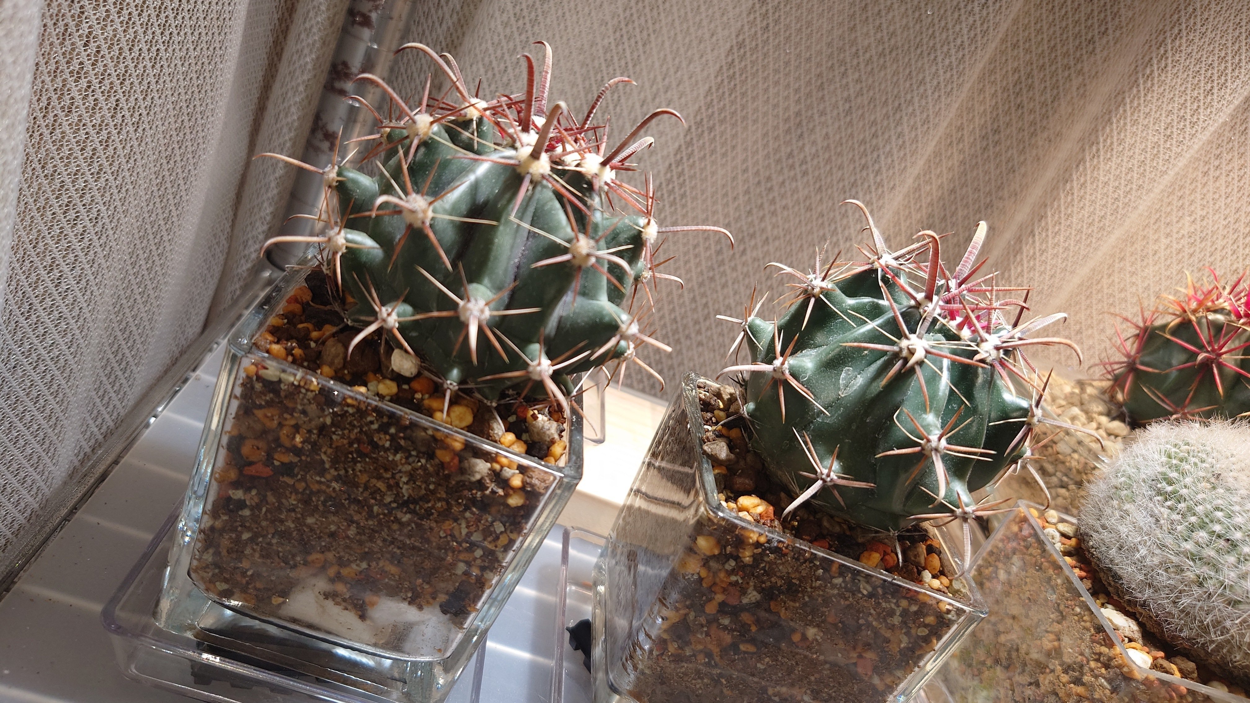 サボテン 柱サボテン 2個セット 鬼面角 ブランチ 多肉植物 ドライガーデン ミニ