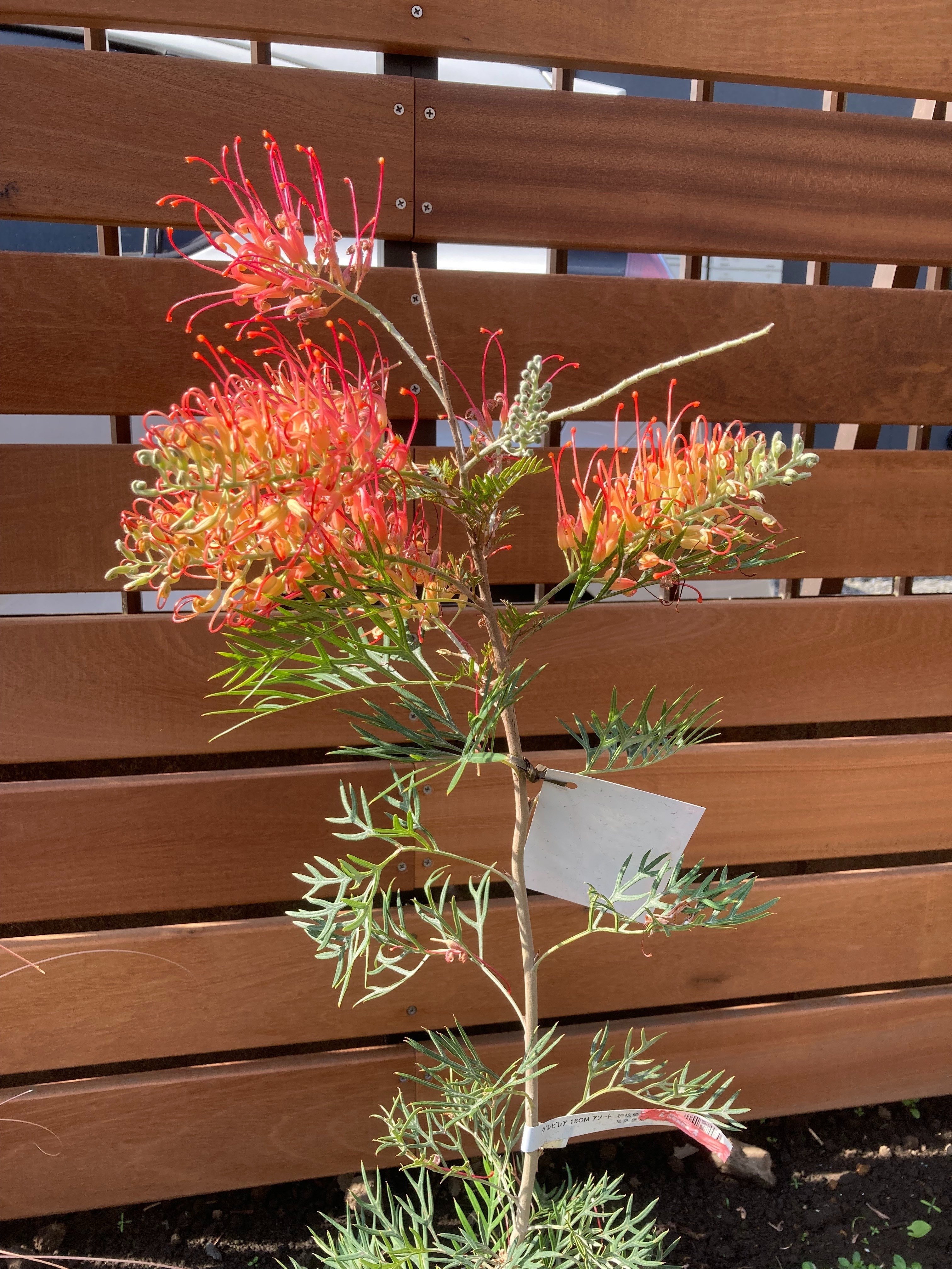 実録・うちのオージー｜グレビレア・ココナッツアイスの敵は蒸れより霜