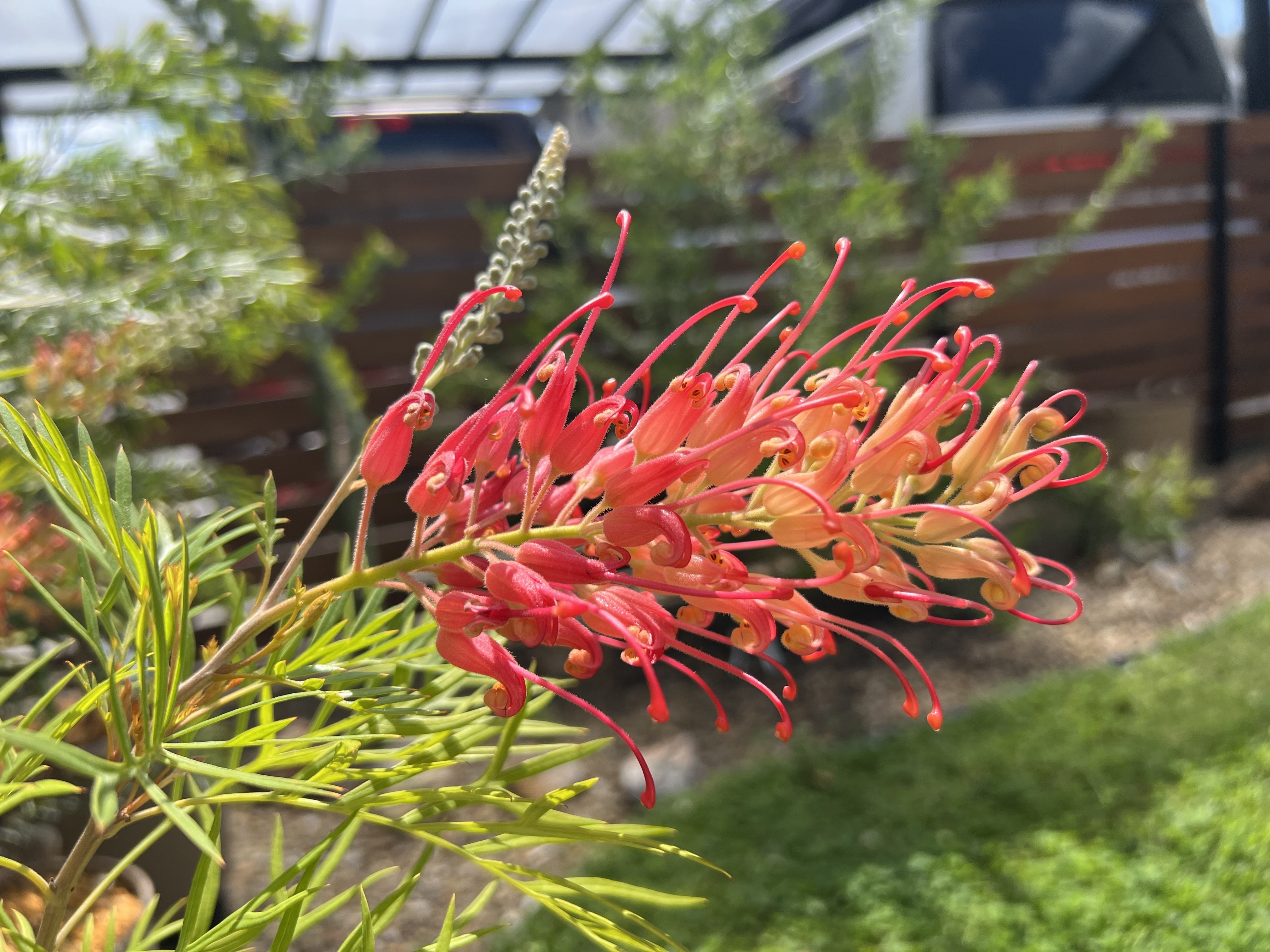 実録・うちのオージー｜グレビレア・ココナッツアイスの敵は蒸れより霜