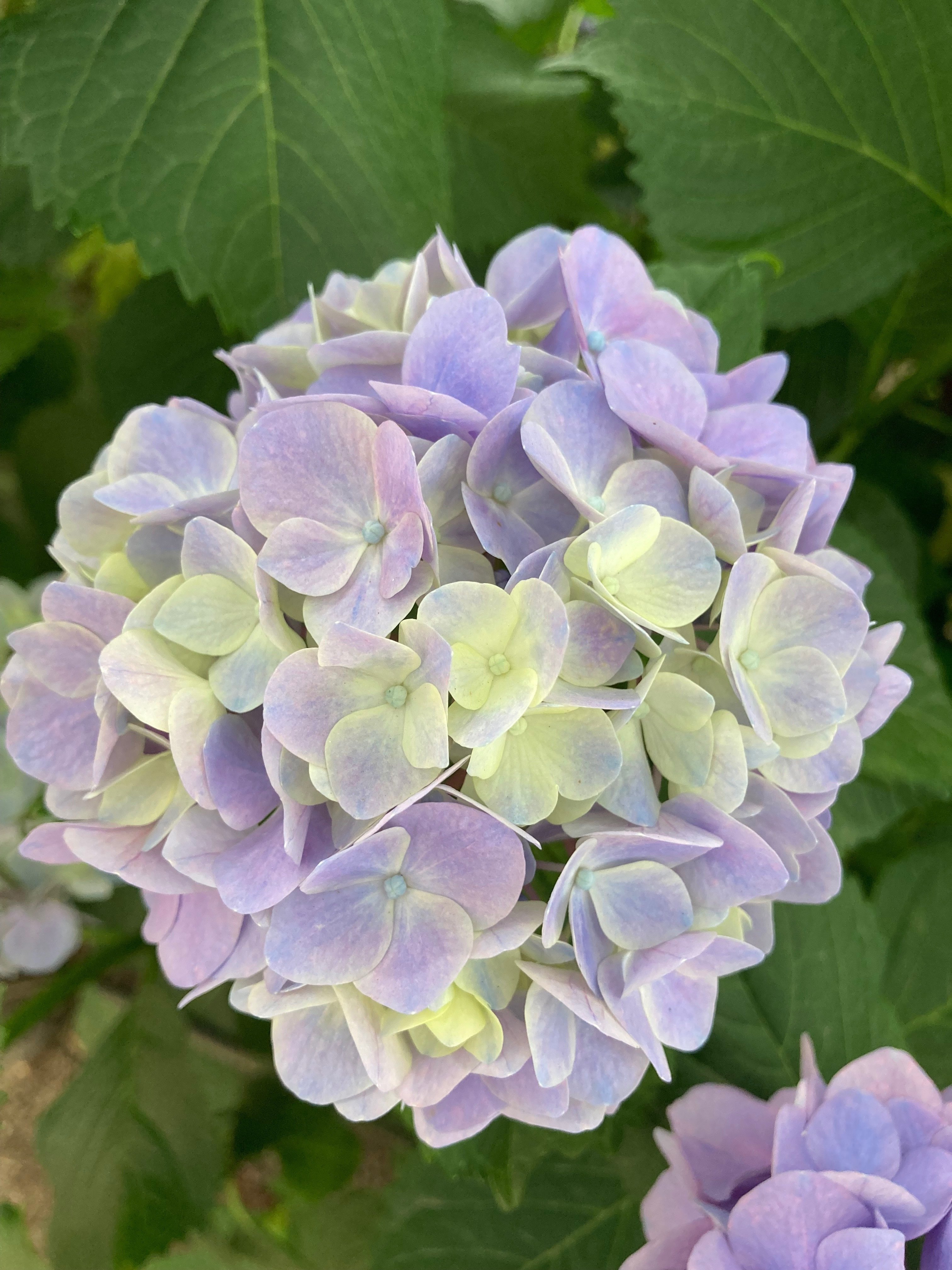 虹～紫陽花⭐ 6月の紫陽花 6/21オタフク紫陽花蕊「2023年✨✨写真」の