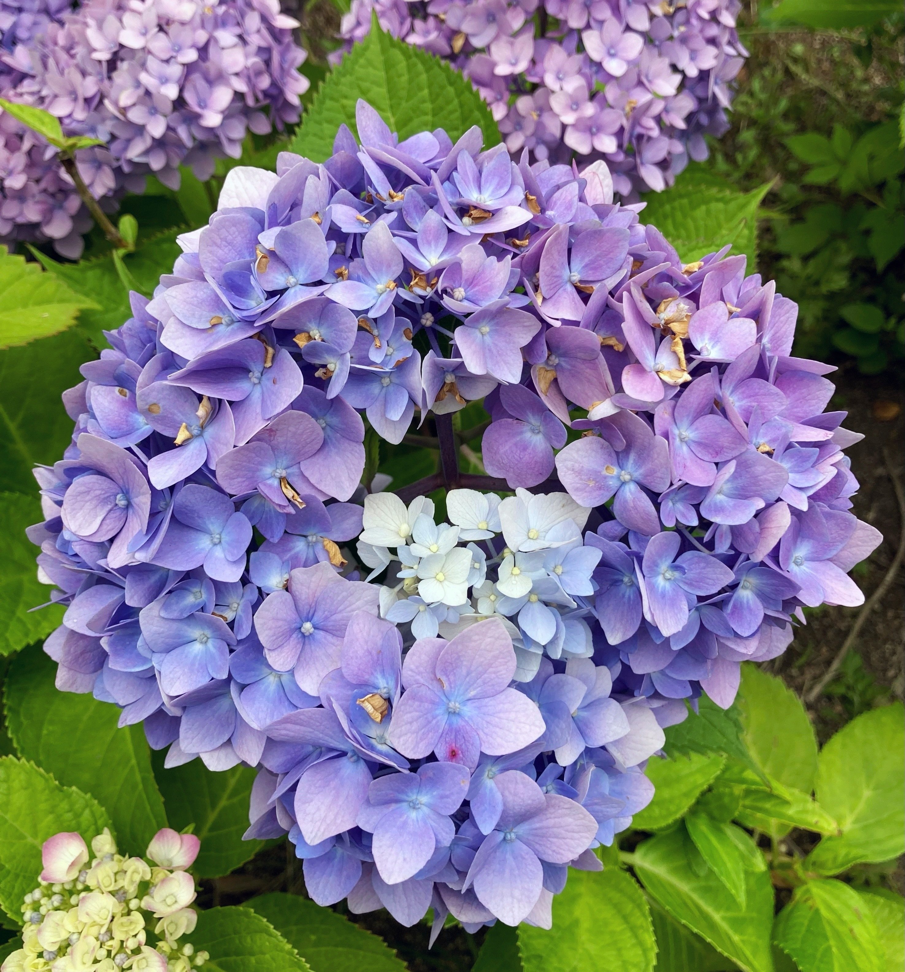夙川公園 紫陽花｜よしだゆうこ