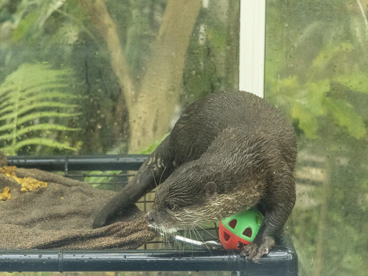 HaaaaaN Canopus 生写真 バラ売り I went to meet the capybaras at Hibikinada Green Park, but