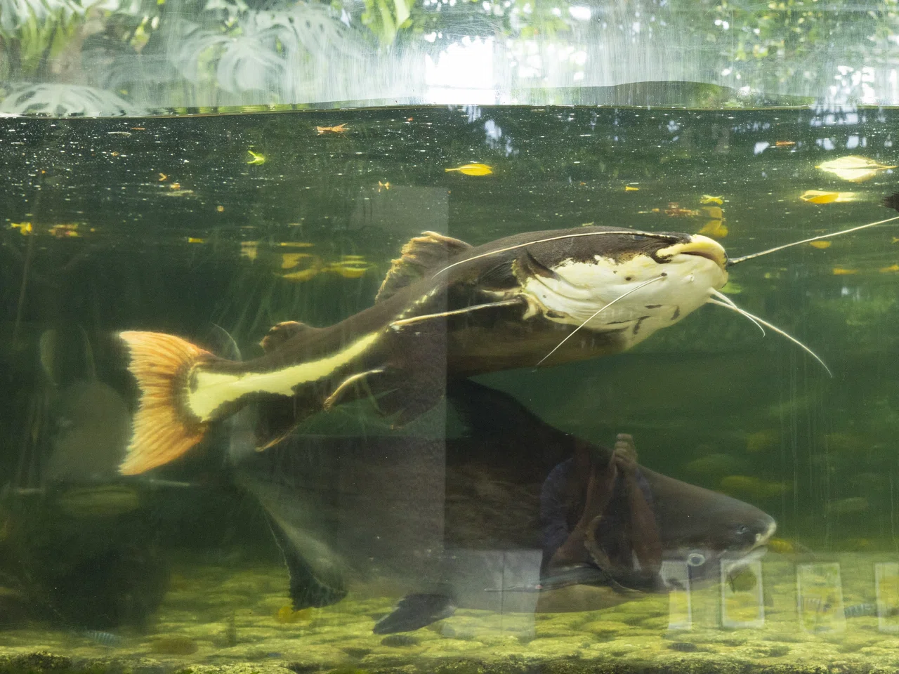 I went to meet the capybaras at Hibikinada Green Park, but