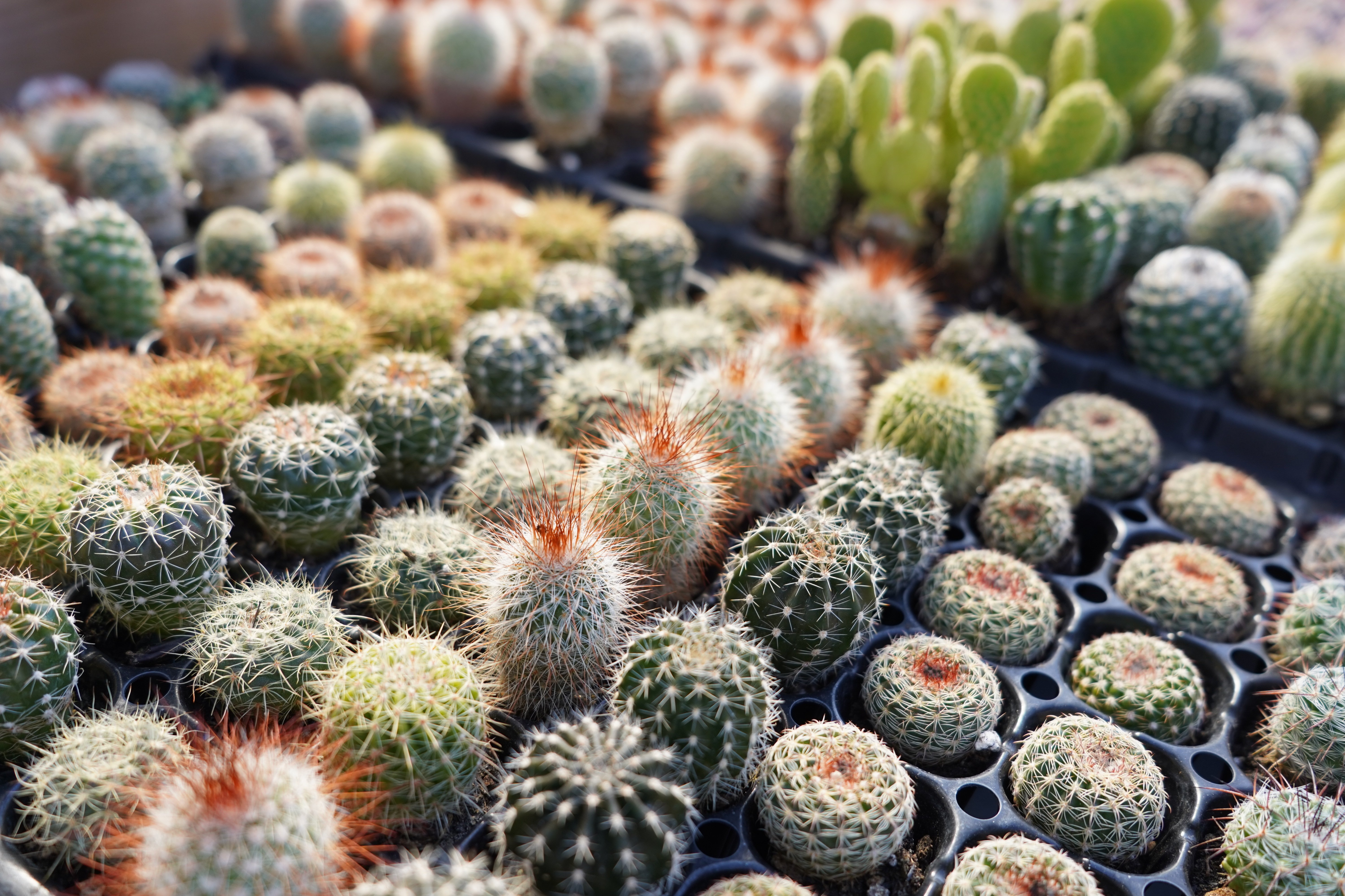 サボテン農家ページです。 sabo06-620x420.jpg