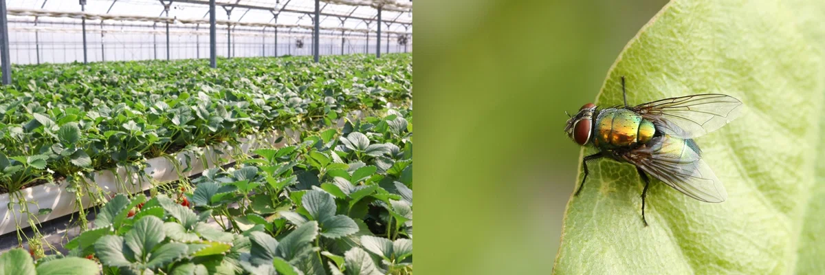 ハエ～進化を極めた小さな精密機械｜KINCHO 大日本除虫菊株式会社