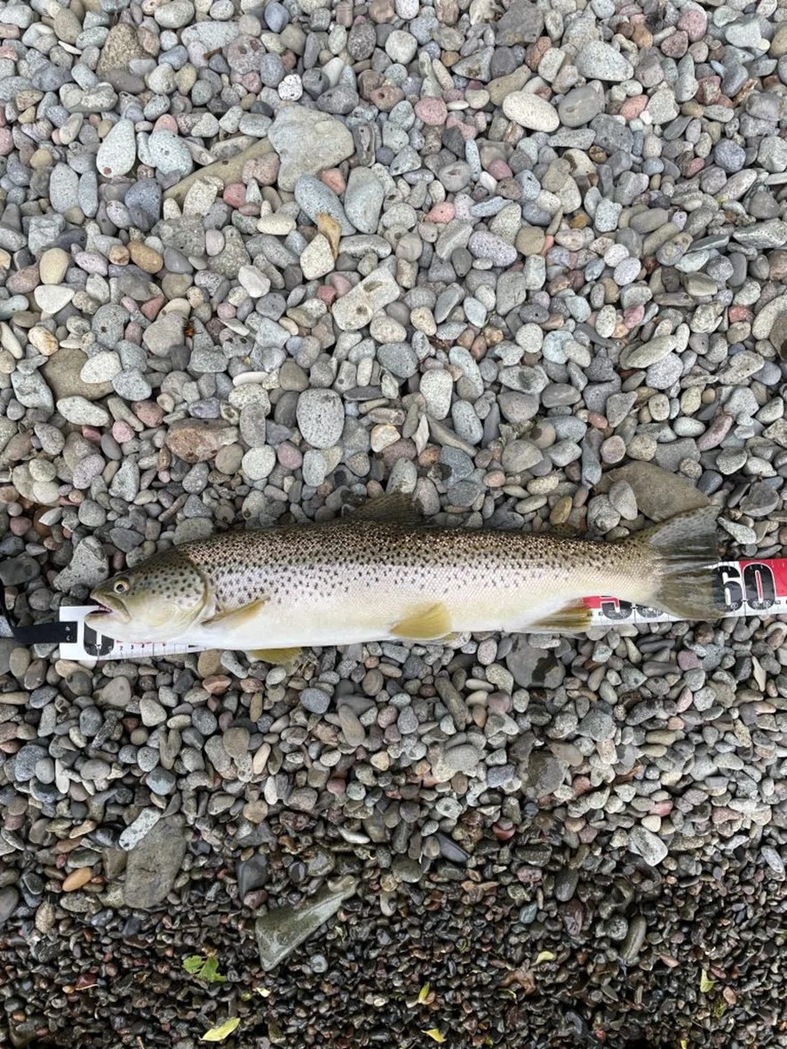 4.【支笏湖で釣れるのか？】ブラウントラウト 58cm 24.5.10｜【支笏湖