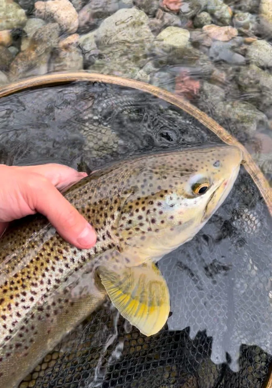 4.【支笏湖で釣れるのか？】ブラウントラウト 58cm 24.5.10｜【支笏湖