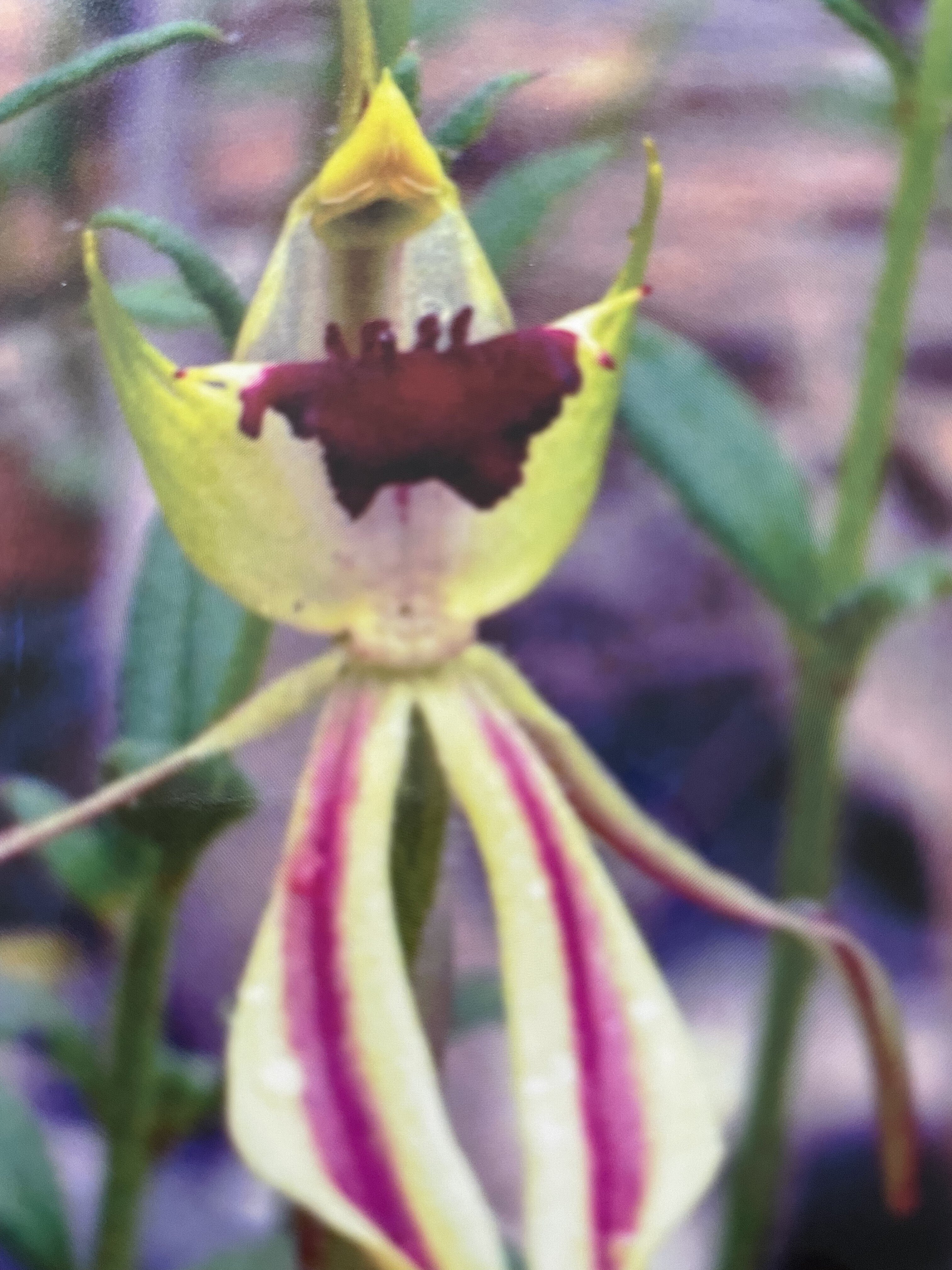 EXPO レポ〜アラビアンな香り〜｜Hiro Natural Therapy