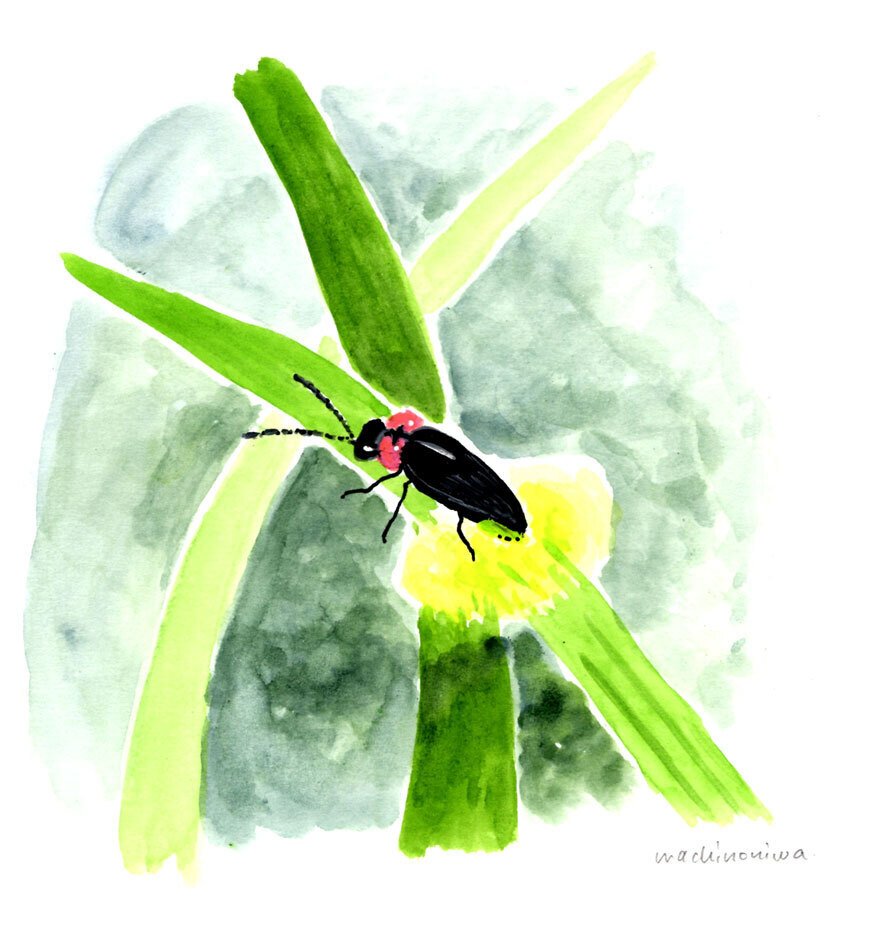 作家作品　蛍 蛍と母と、夏の夜風｜マチノニワ/ イラストレーター