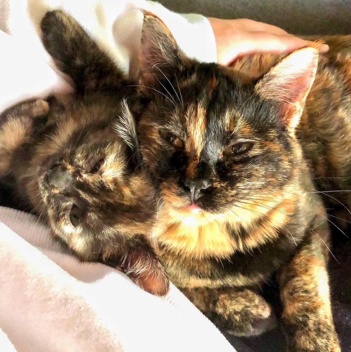 さび猫の魅力 ― 猫4匹と、人間2人、森の中で暮らしています｜ウェブエイト