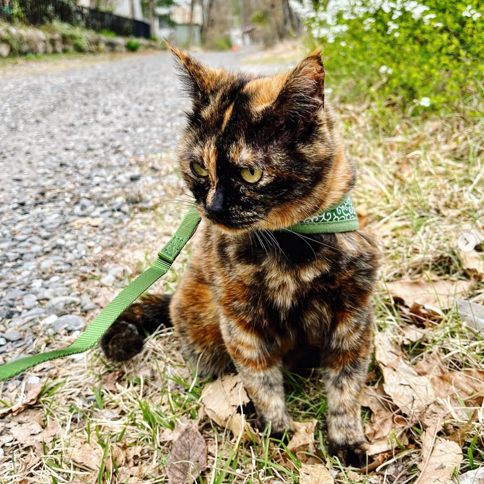 さび猫の魅力 ― 猫4匹と、人間2人、森の中で暮らしています｜ウェブエイト