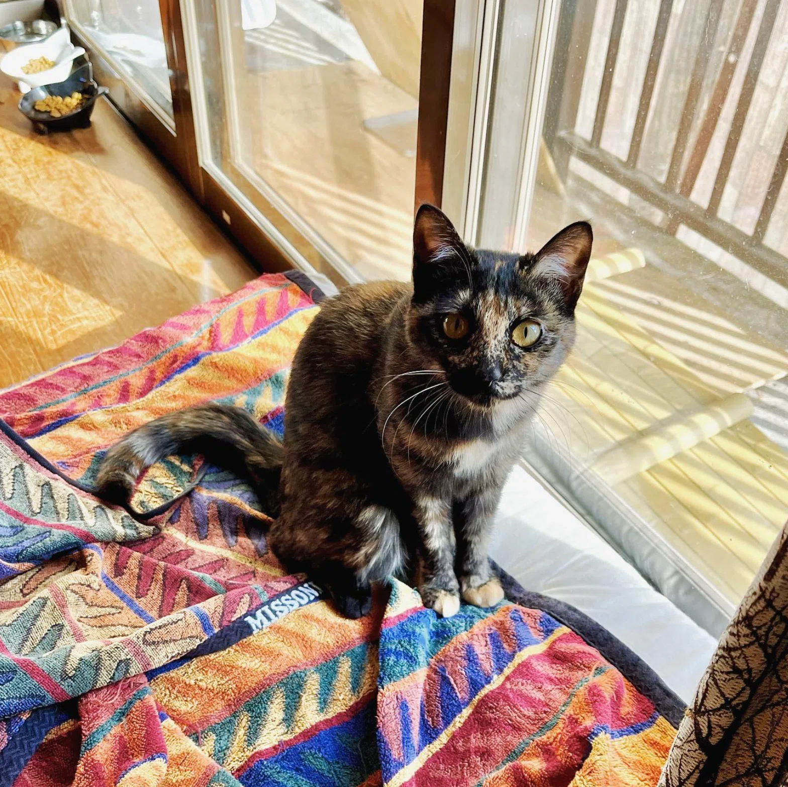 サンプルページ　さび猫　Mサイズ　植毛あり さび猫の魅力 ― 猫4匹と、人間2人、森の中で暮らしています｜ウェブエイト