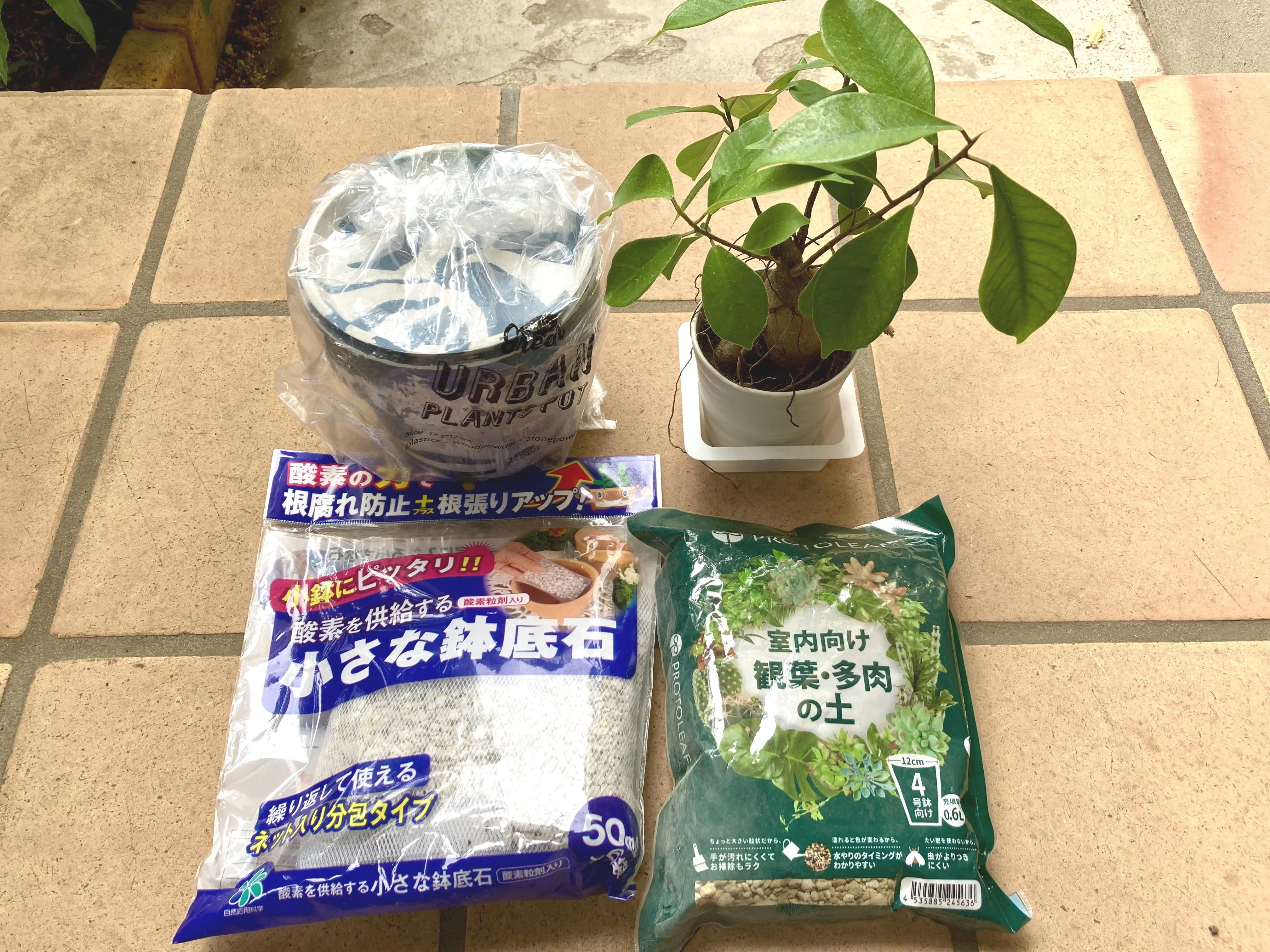 ガジュマル初心者の植え替え【後編】｜がじゅまる
