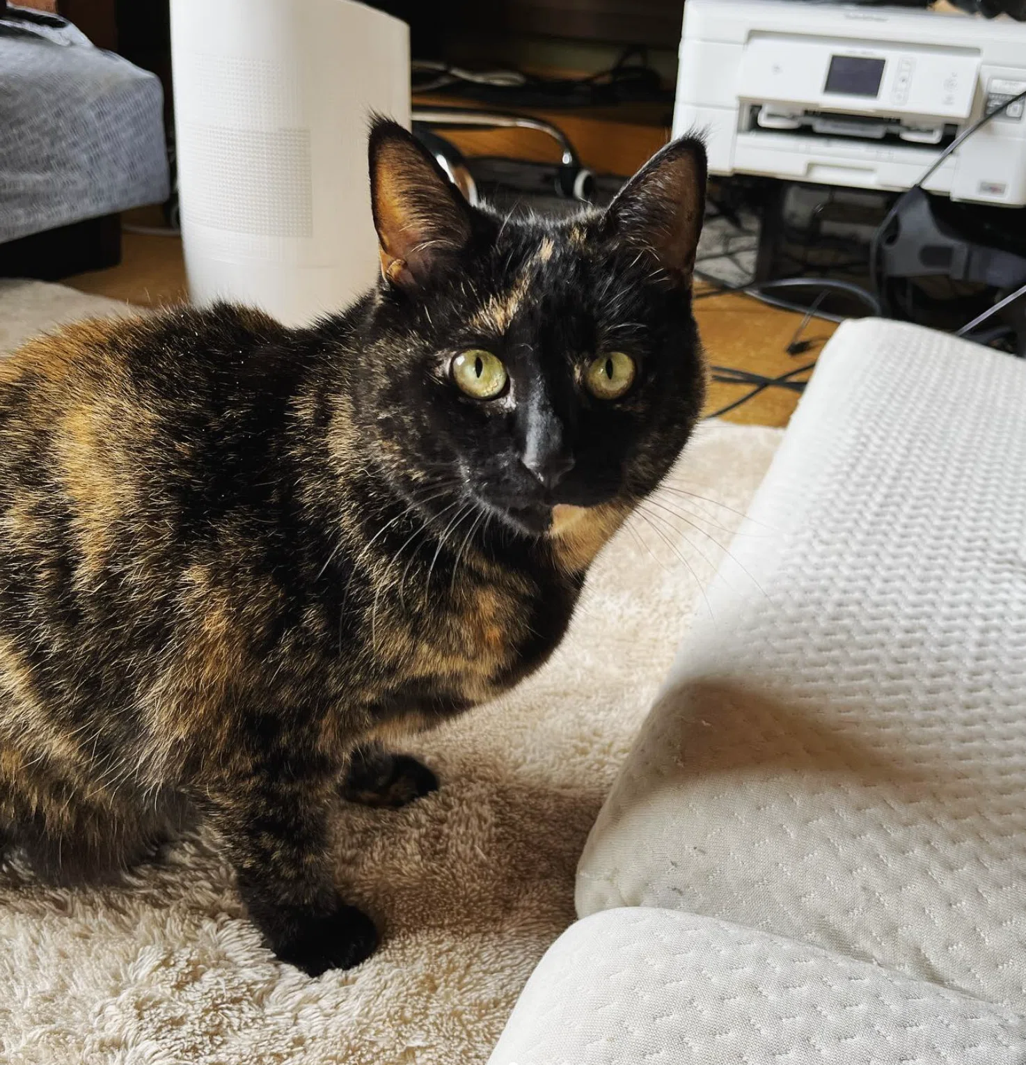 さび猫の魅力 ― 猫4匹と、人間2人、森の中で暮らしています｜ウェブエイト