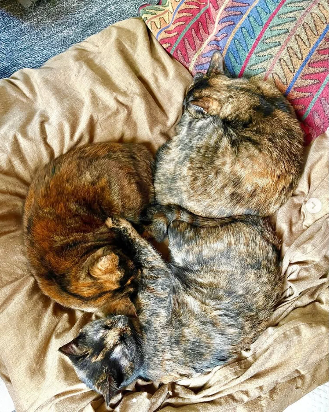 さび猫の魅力 ― 猫4匹と、人間2人、森の中で暮らしています｜ウェブエイト