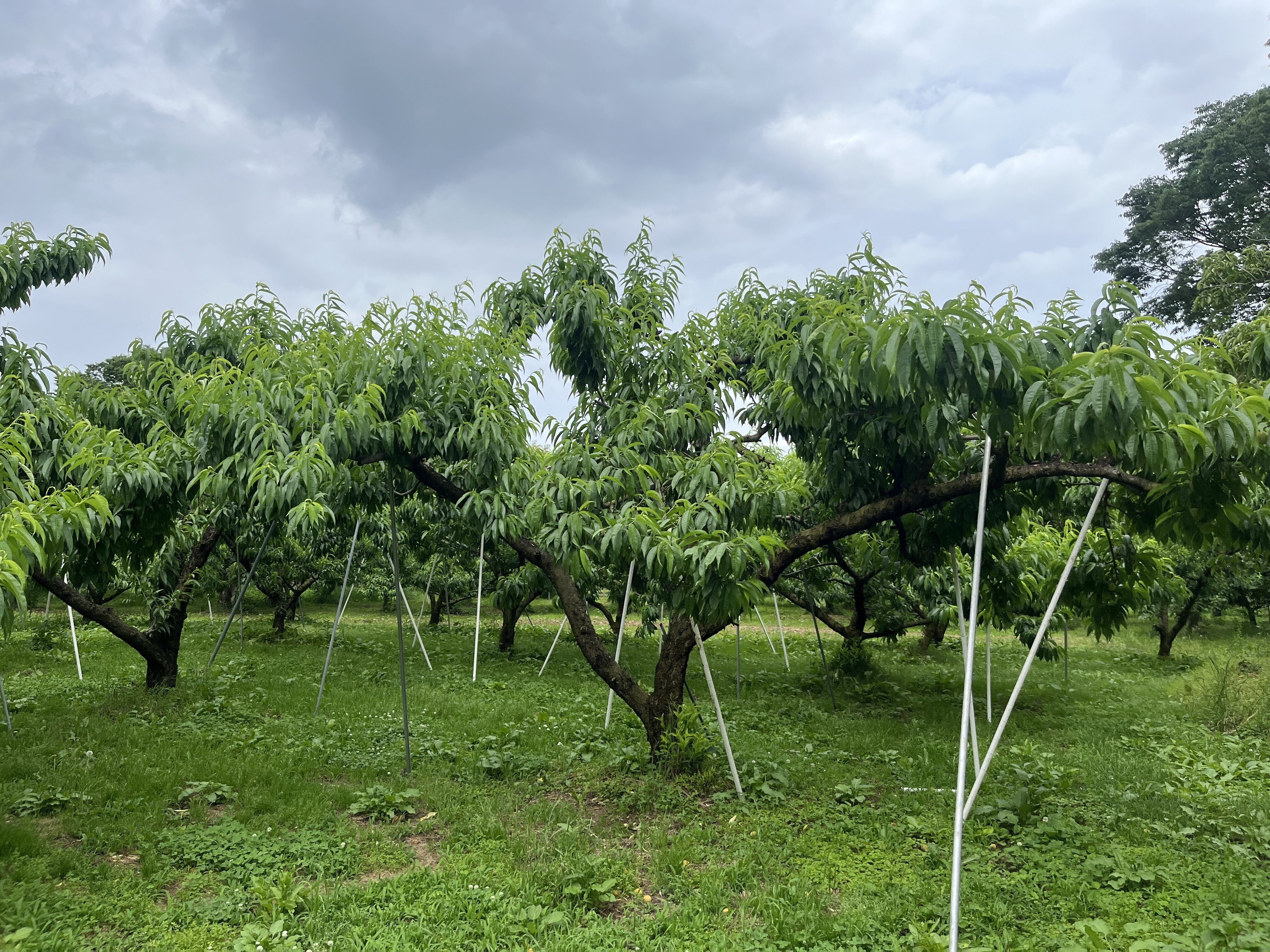 桃の生育レポート＃2025年6月｜クニミノマド オーナー制度