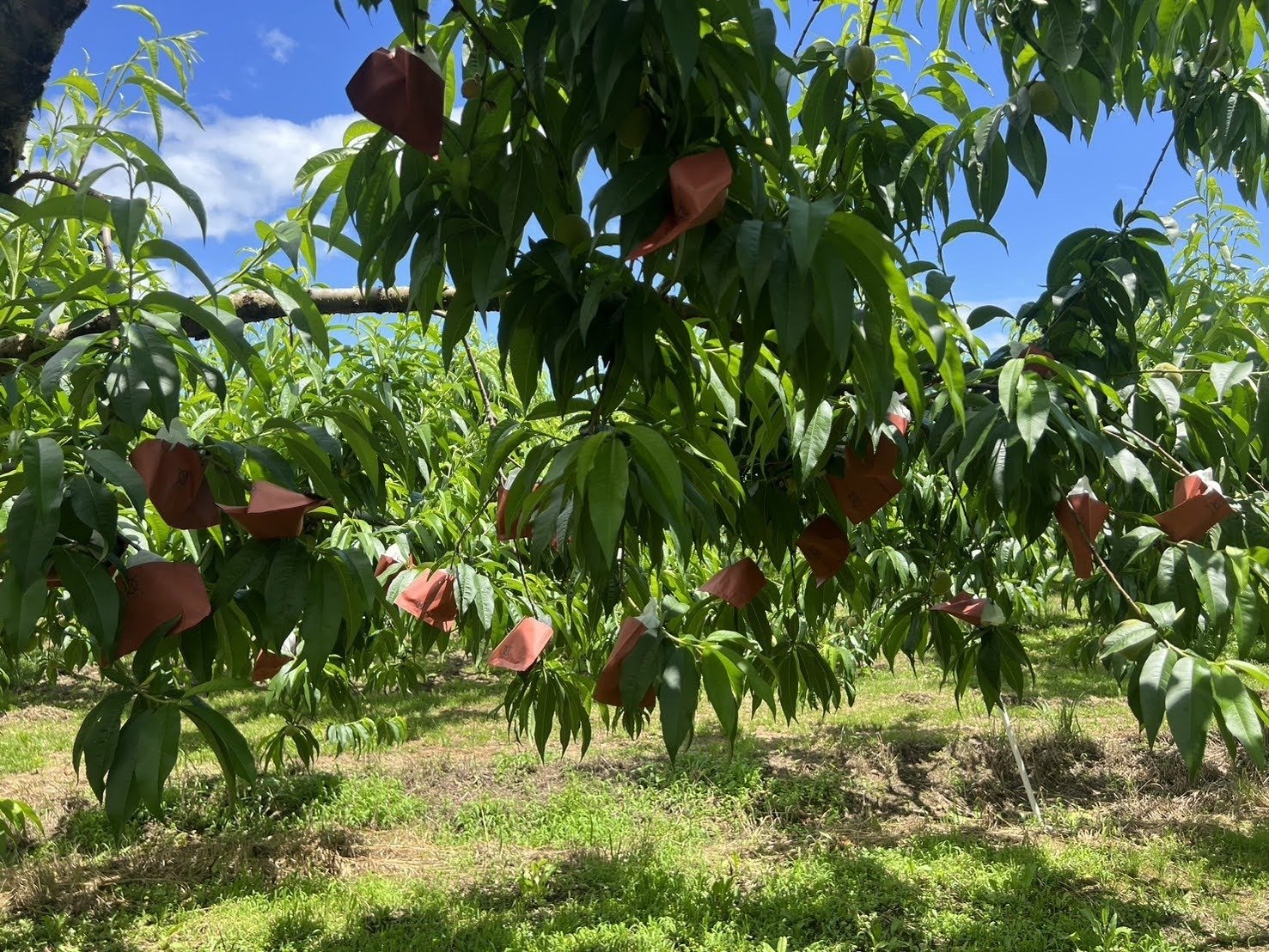 桃の生育レポート＃2025年6月｜クニミノマド オーナー制度
