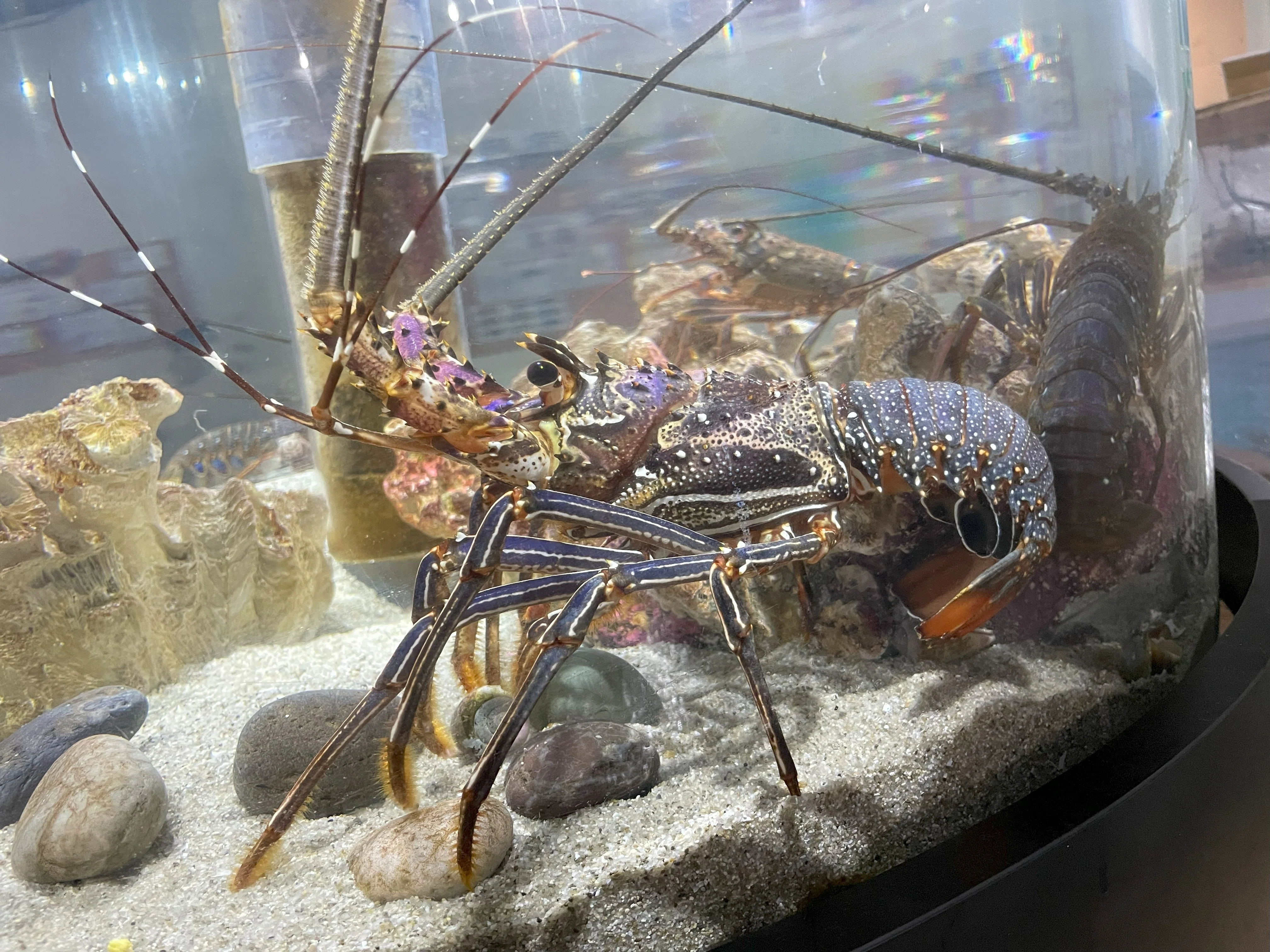 イセエビ類《展示動物解説》｜桂浜水族館 公式
