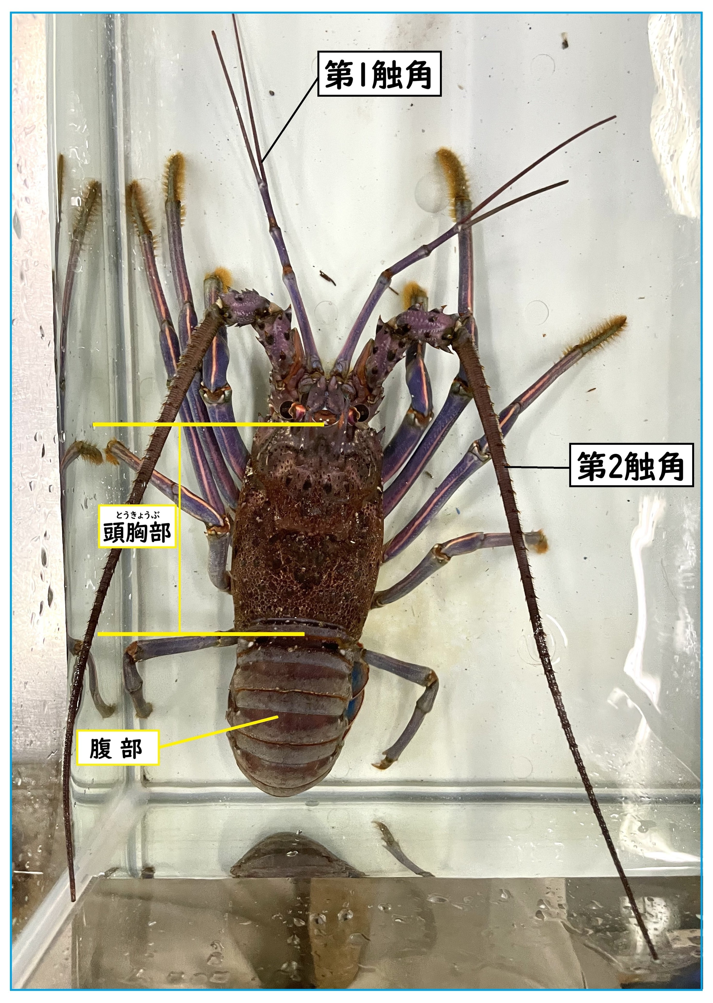 イセエビ類《展示動物解説》｜桂浜水族館 公式