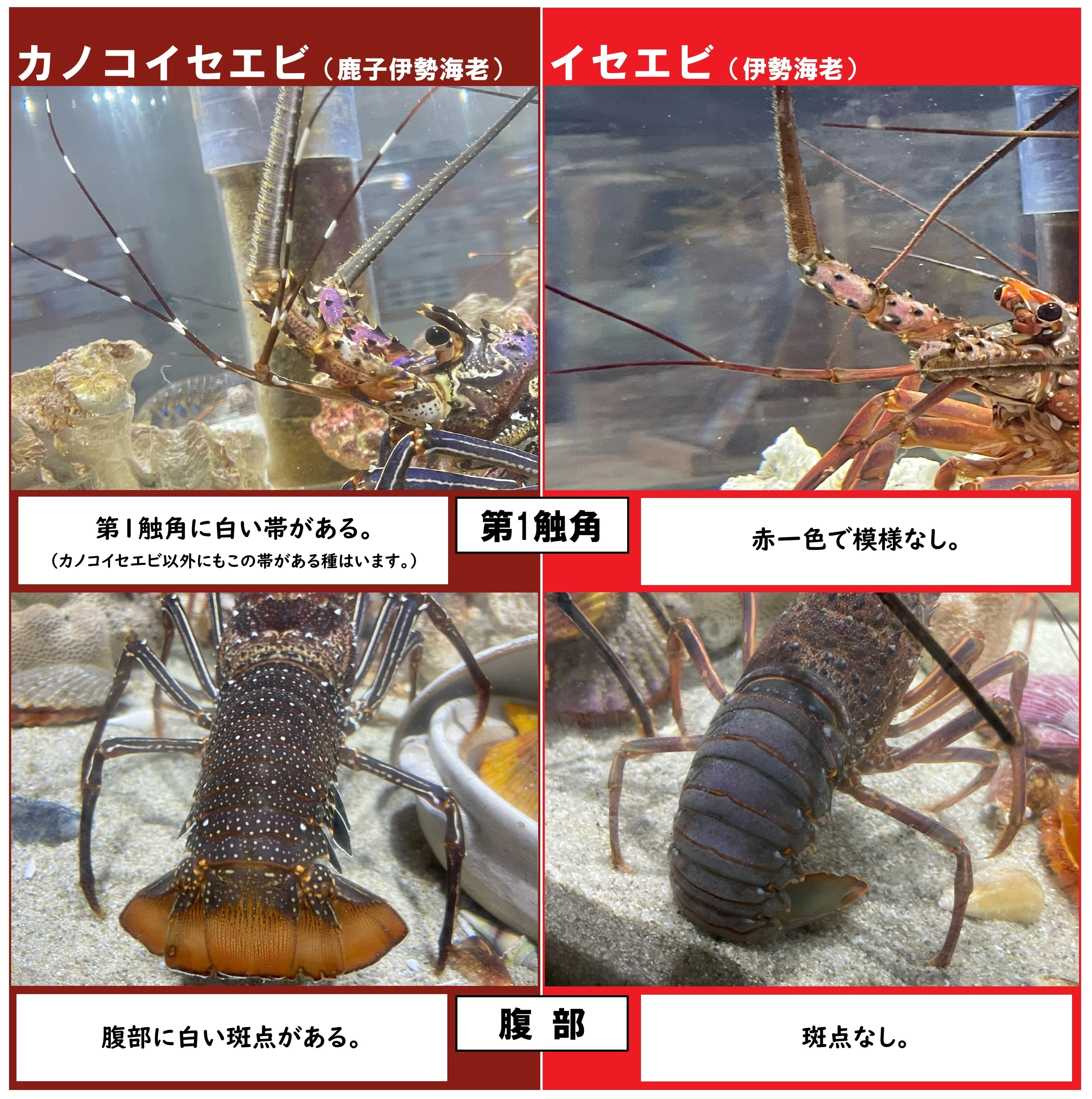 イセエビ類《展示動物解説》｜桂浜水族館 公式