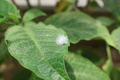 掛川花鳥園スタッフのゆるゆる自由研究 【ケサランパサラン