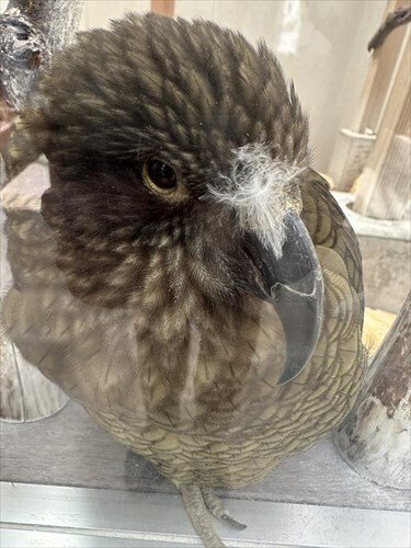 ケサランパサラン 掛川花鳥園スタッフのゆるゆる自由研究 【ケサランパサラン