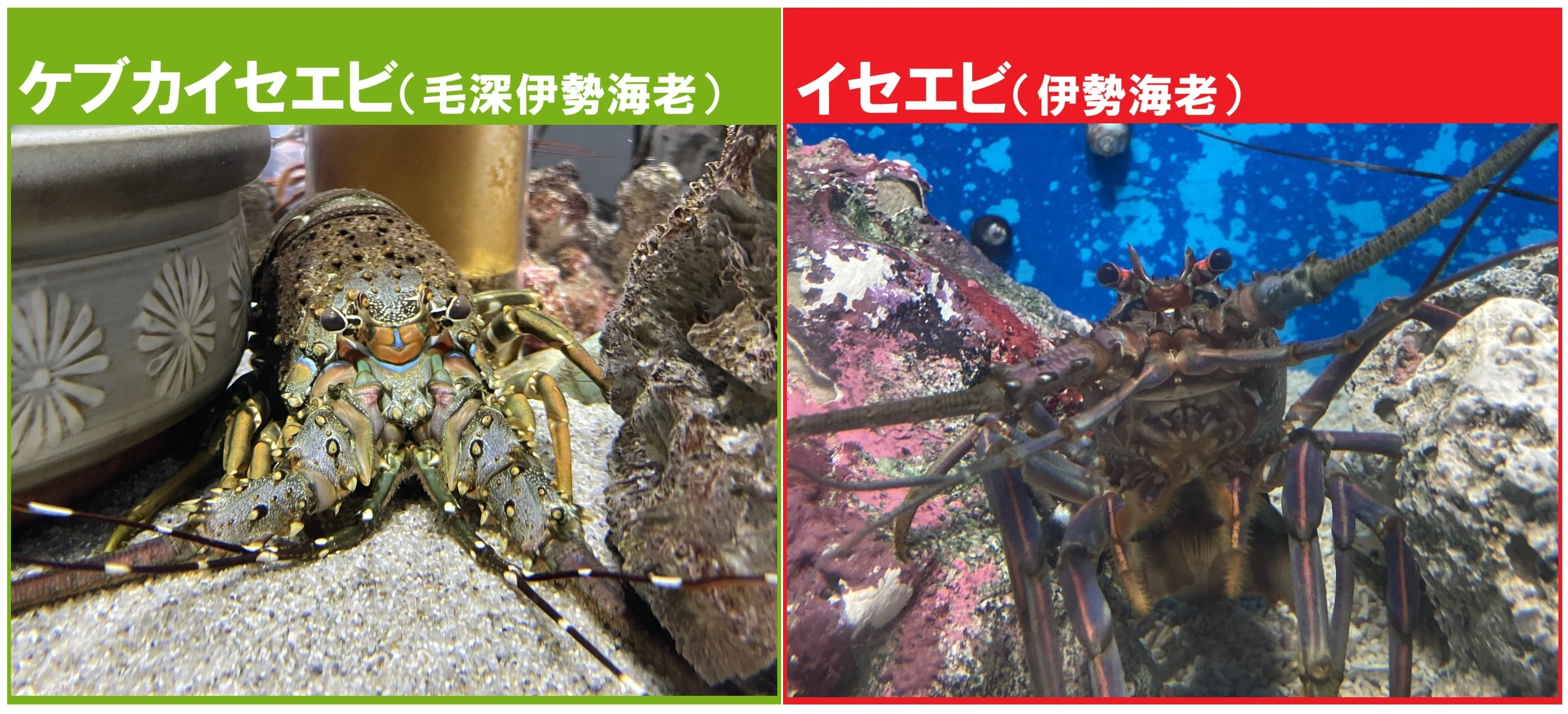 イセエビ類《展示動物解説》｜桂浜水族館 公式