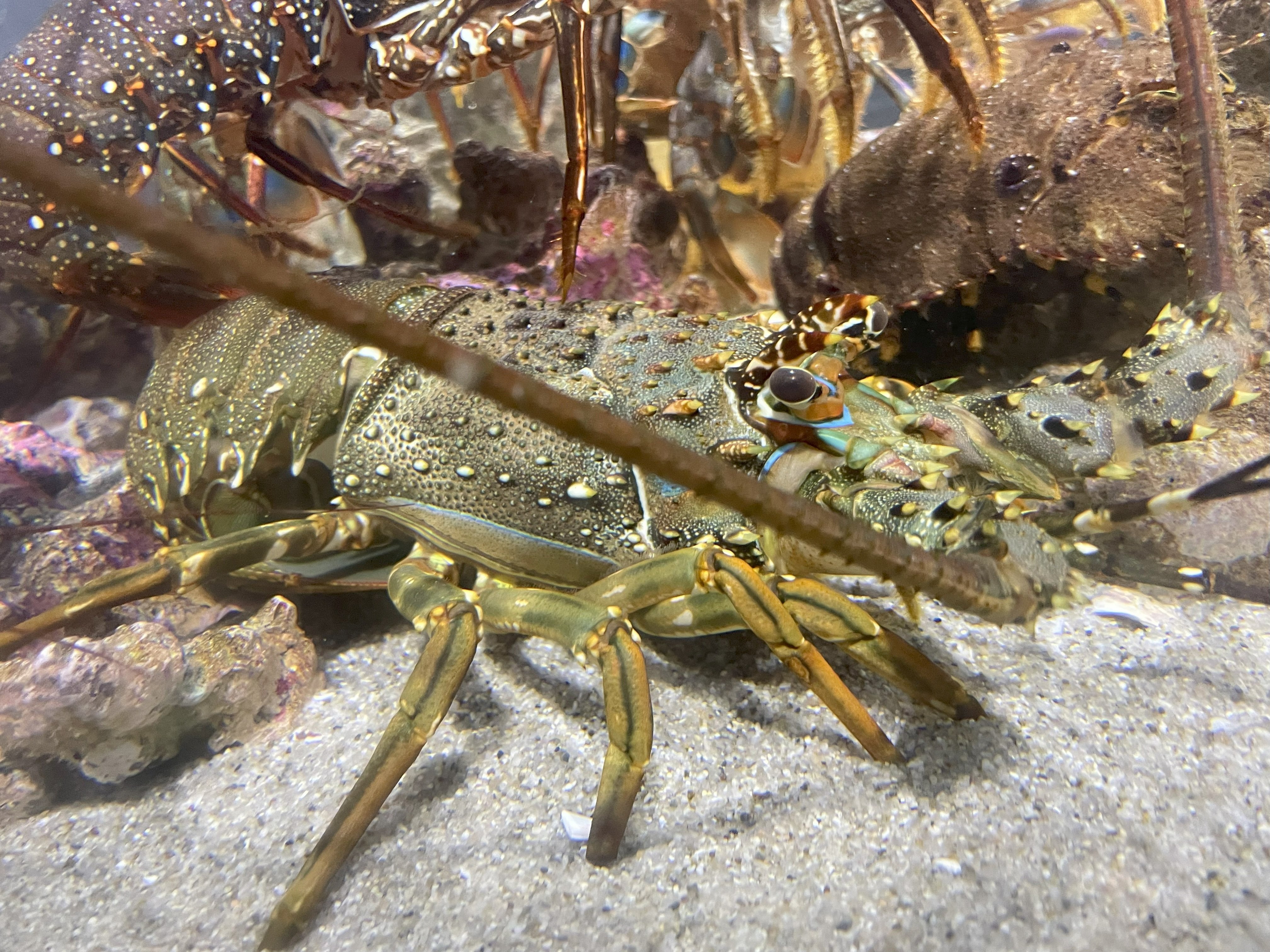 イセエビ類《展示動物解説》｜桂浜水族館 公式