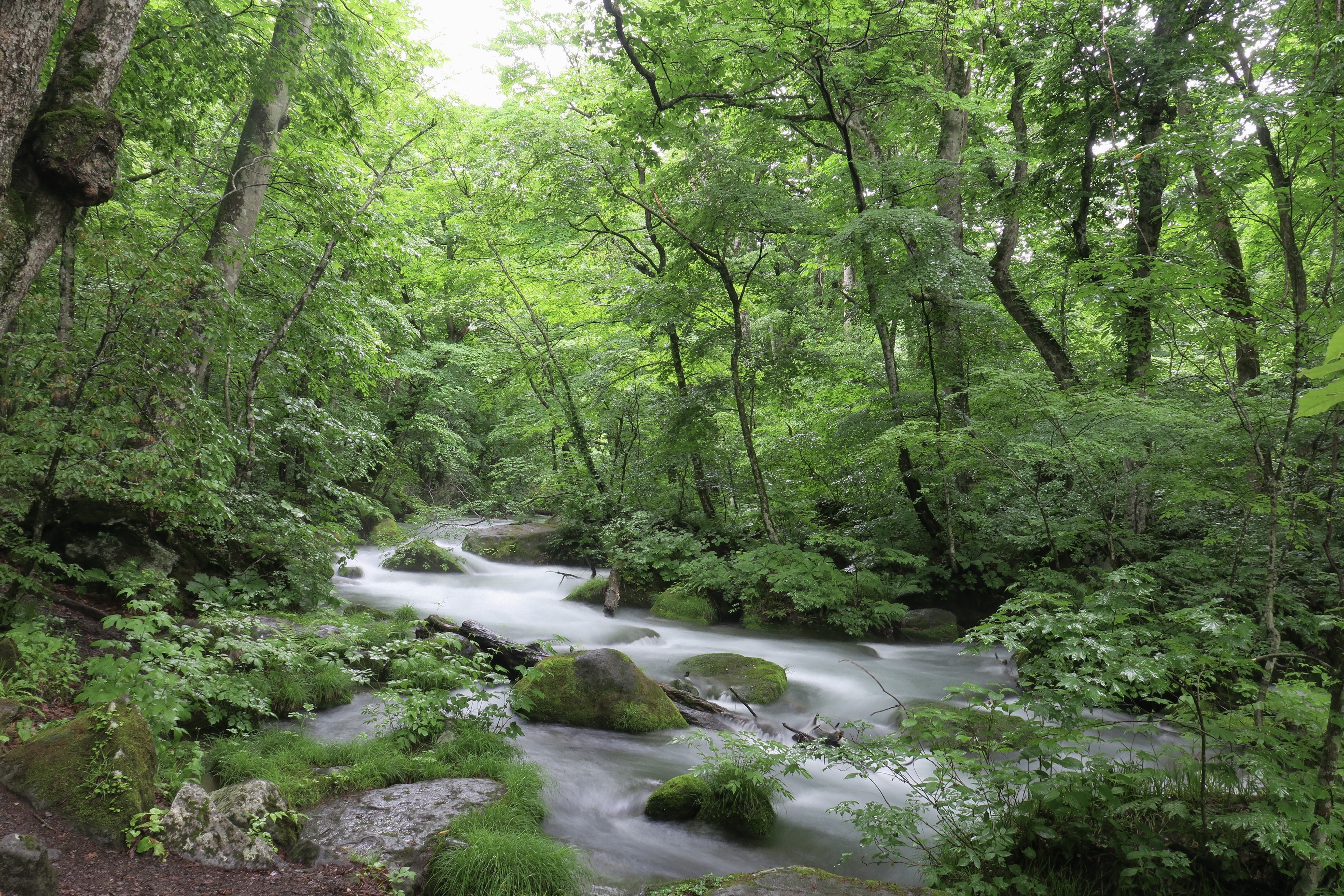 奥入瀬渓流の今と昔 25/6/16｜奥入瀬日和@星野リゾート