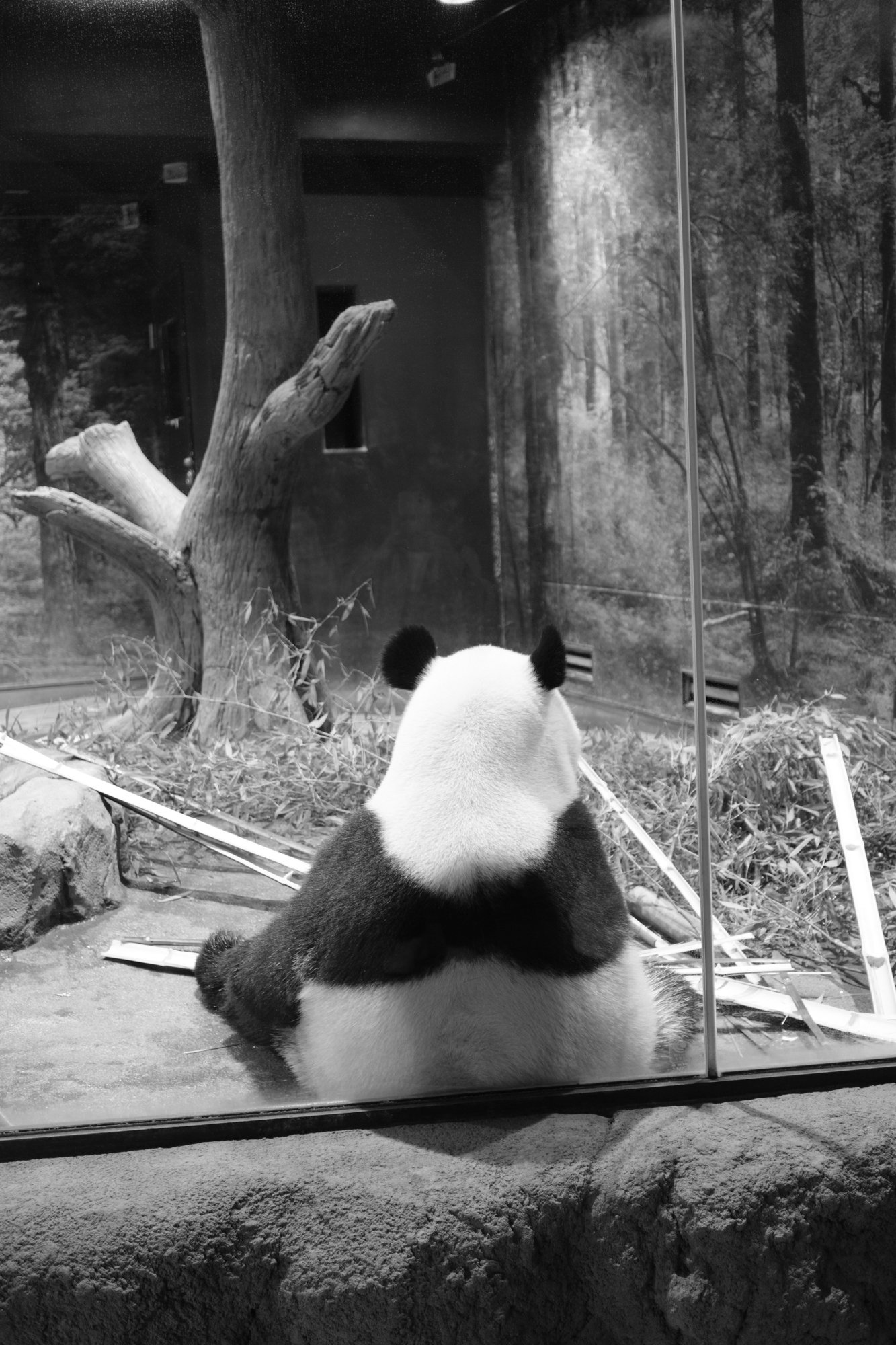 FUJIFILM X-T5】X-T5とXF27mm F2.8で、梅雨空の上野をスナップ撮影｜No.54