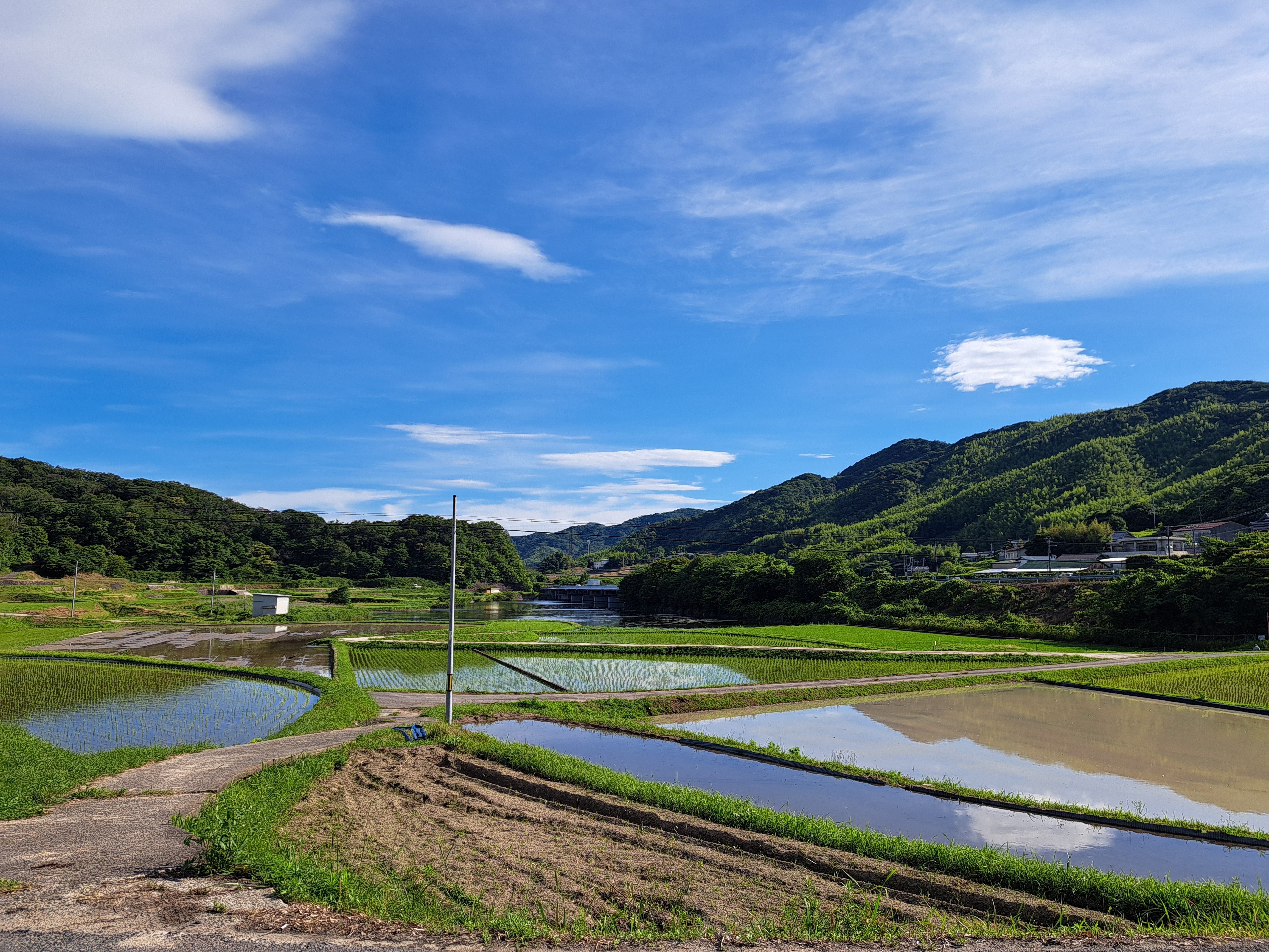 水田風景④｜光守氏天貴（ひがしあき)
