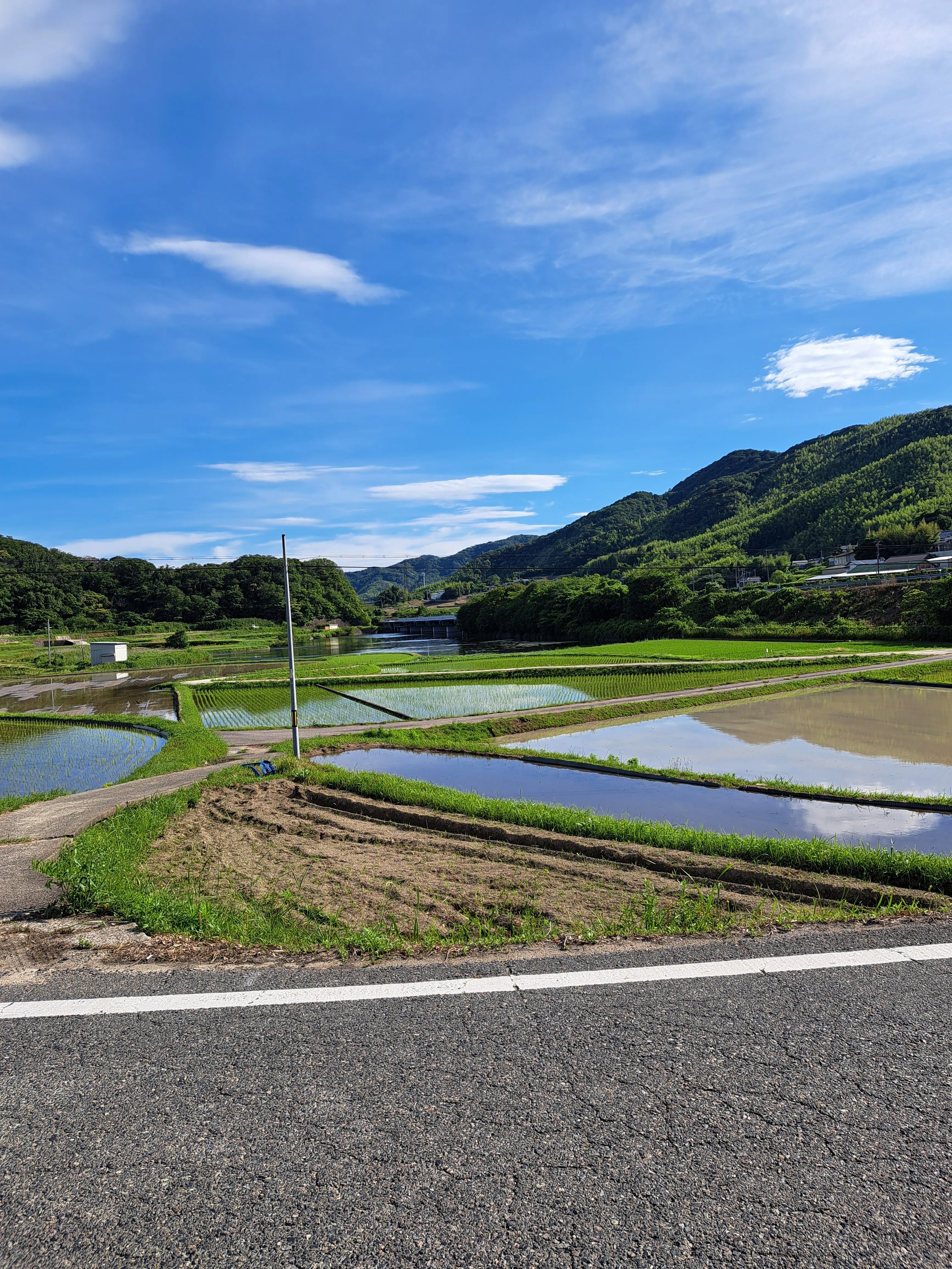 水田風景④｜光守氏天貴（ひがしあき)