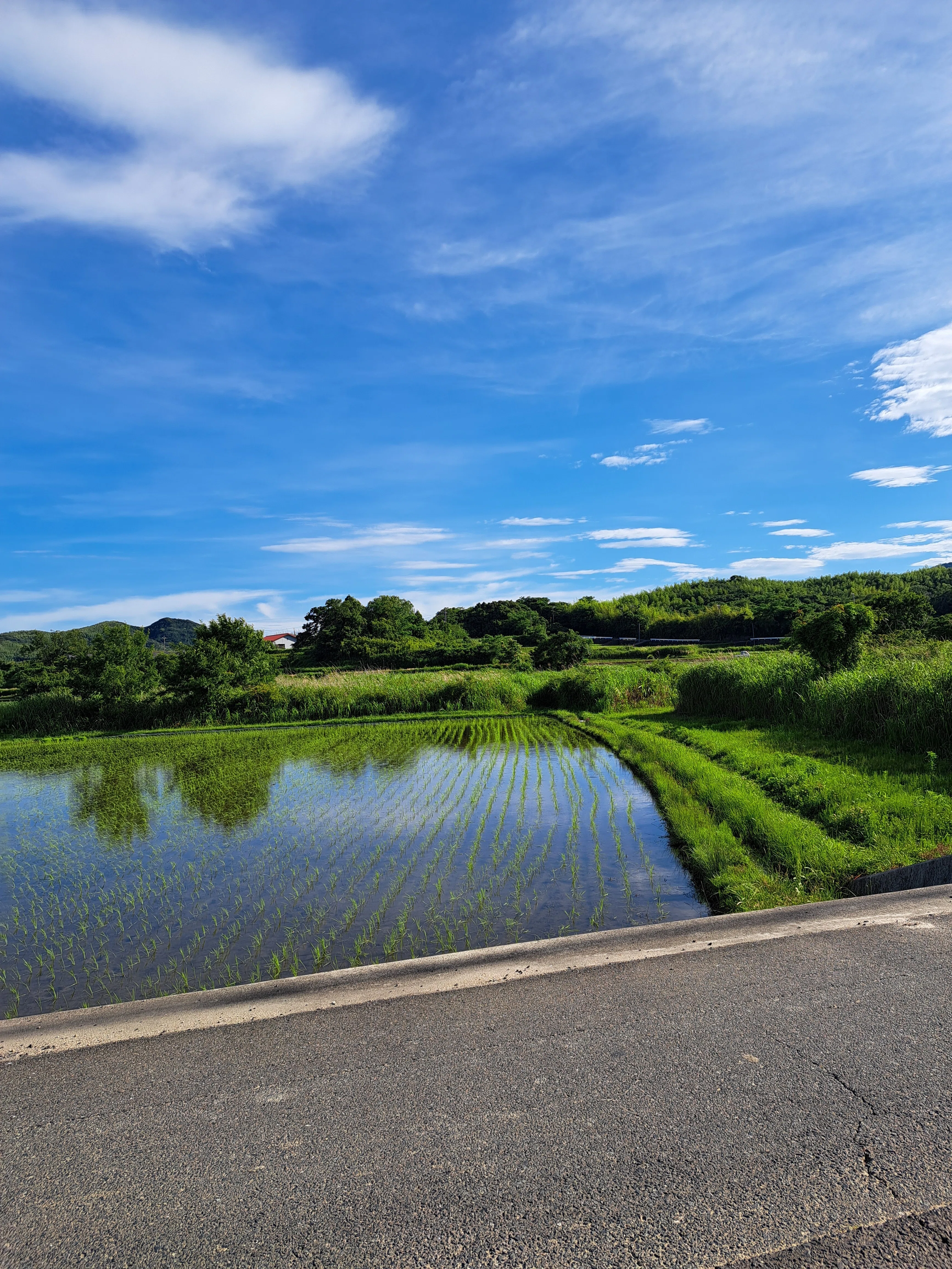水田風景④｜光守氏天貴（ひがしあき)