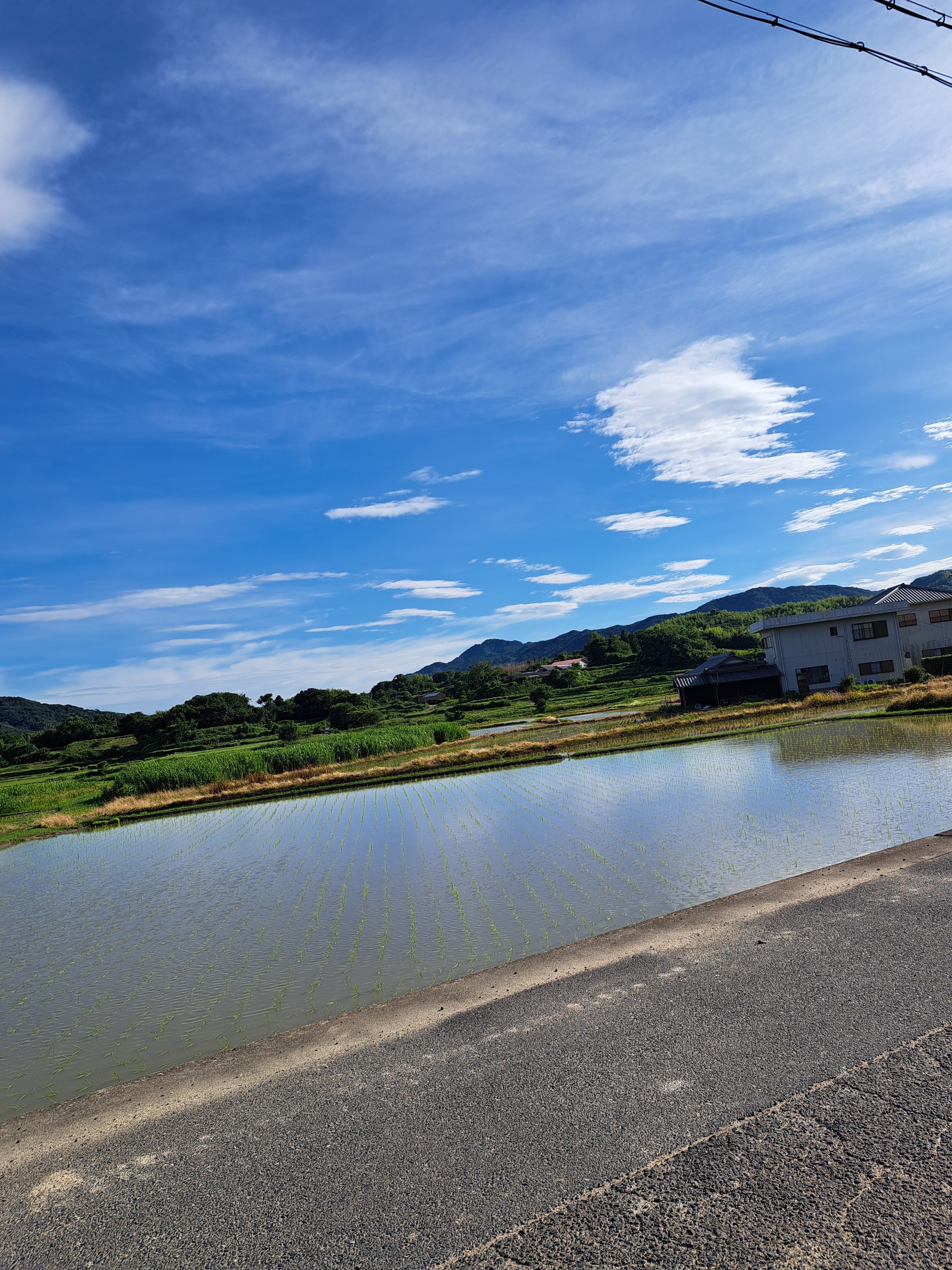 水田風景④｜光守氏天貴（ひがしあき)