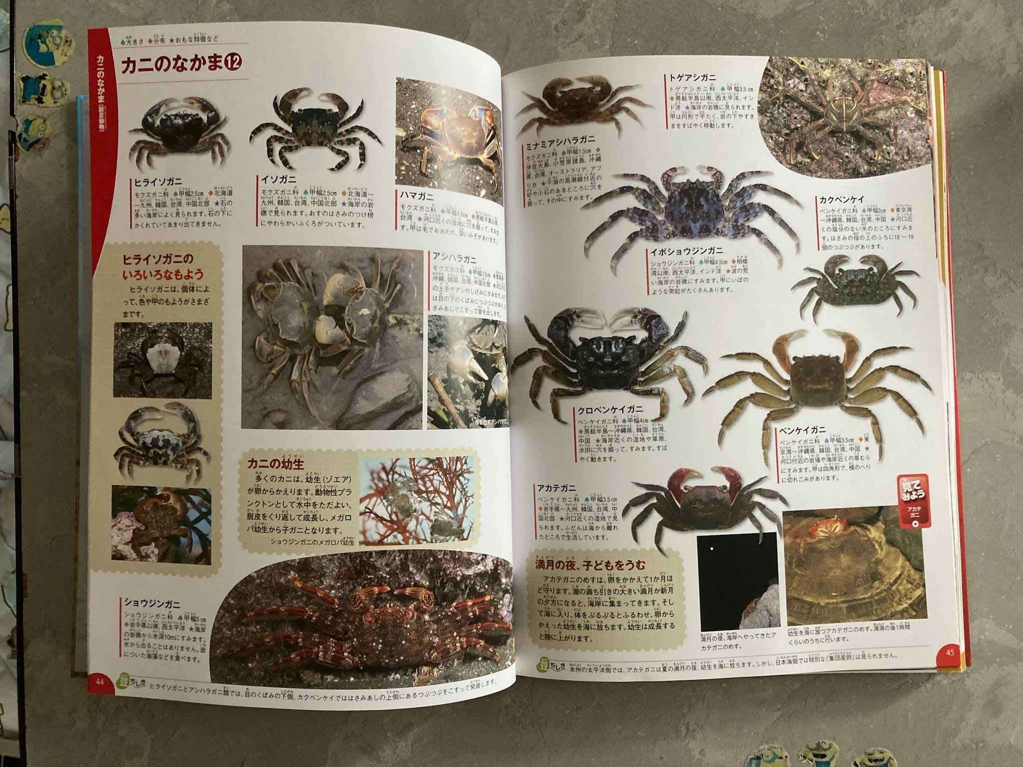 カニ図鑑おすすめ7選｜写真で楽しむ・観察に役立つ・親子で学べる本