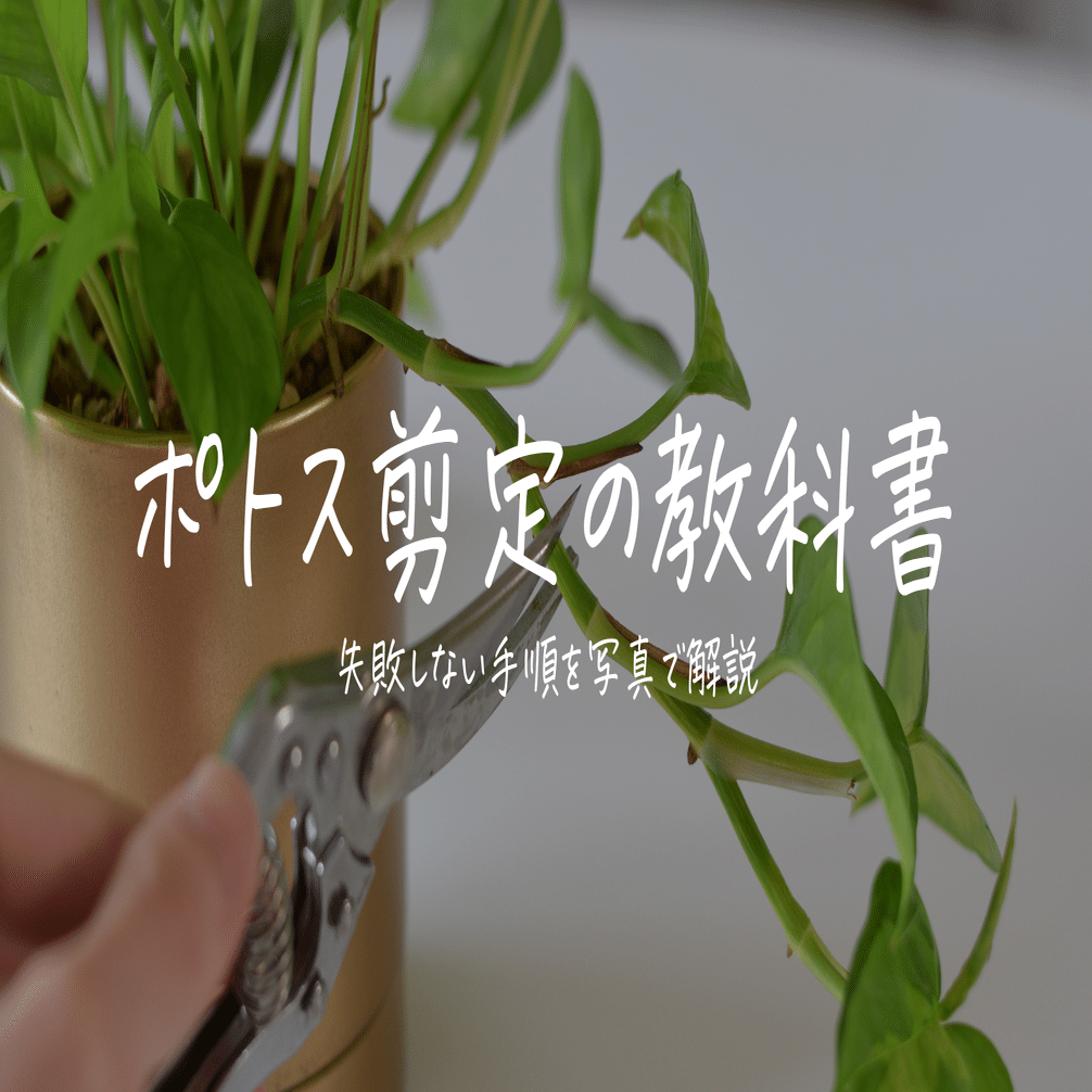 失敗しない、フィカス剪定の教科書｜かい | 150の観葉植物に囲まれた暮らし