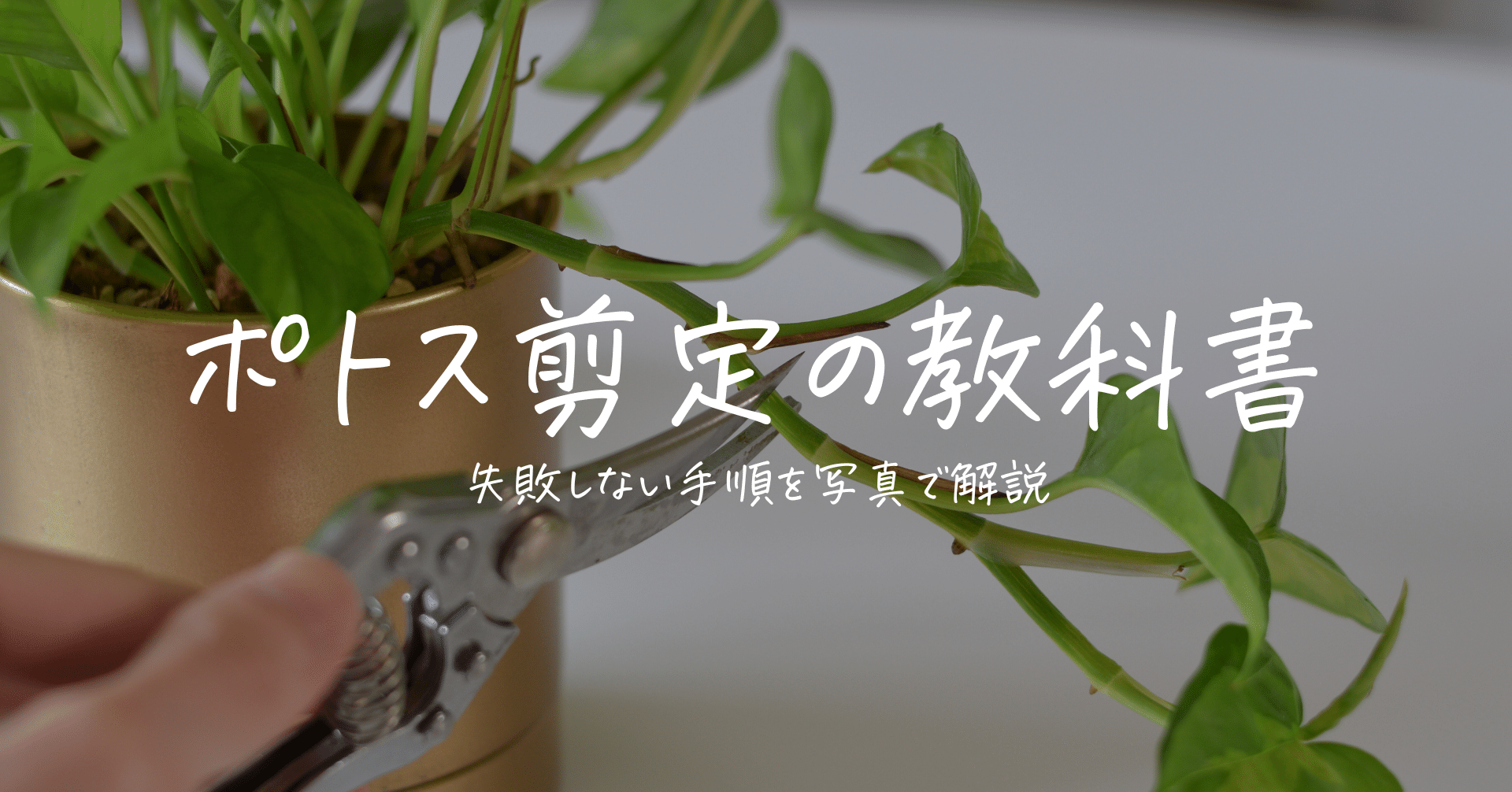 失敗しない、フィカス剪定の教科書|かい | 150の観葉植物に囲まれた暮らし 失敗しない、フィカス剪定の教科書|かい | 150の観葉植物に囲まれた暮らし