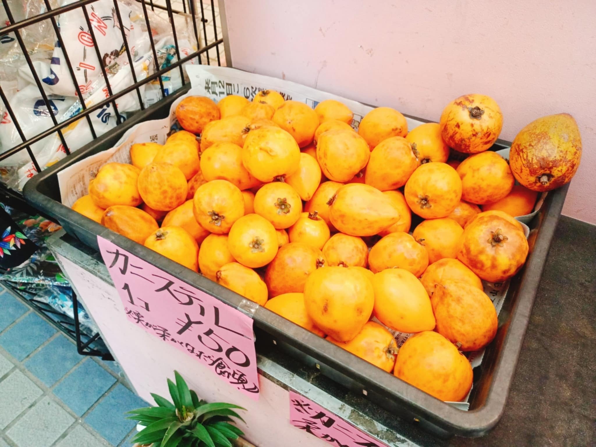 初めて見たカニステル！カンボジア・シアヌークビルで出会った珍しい